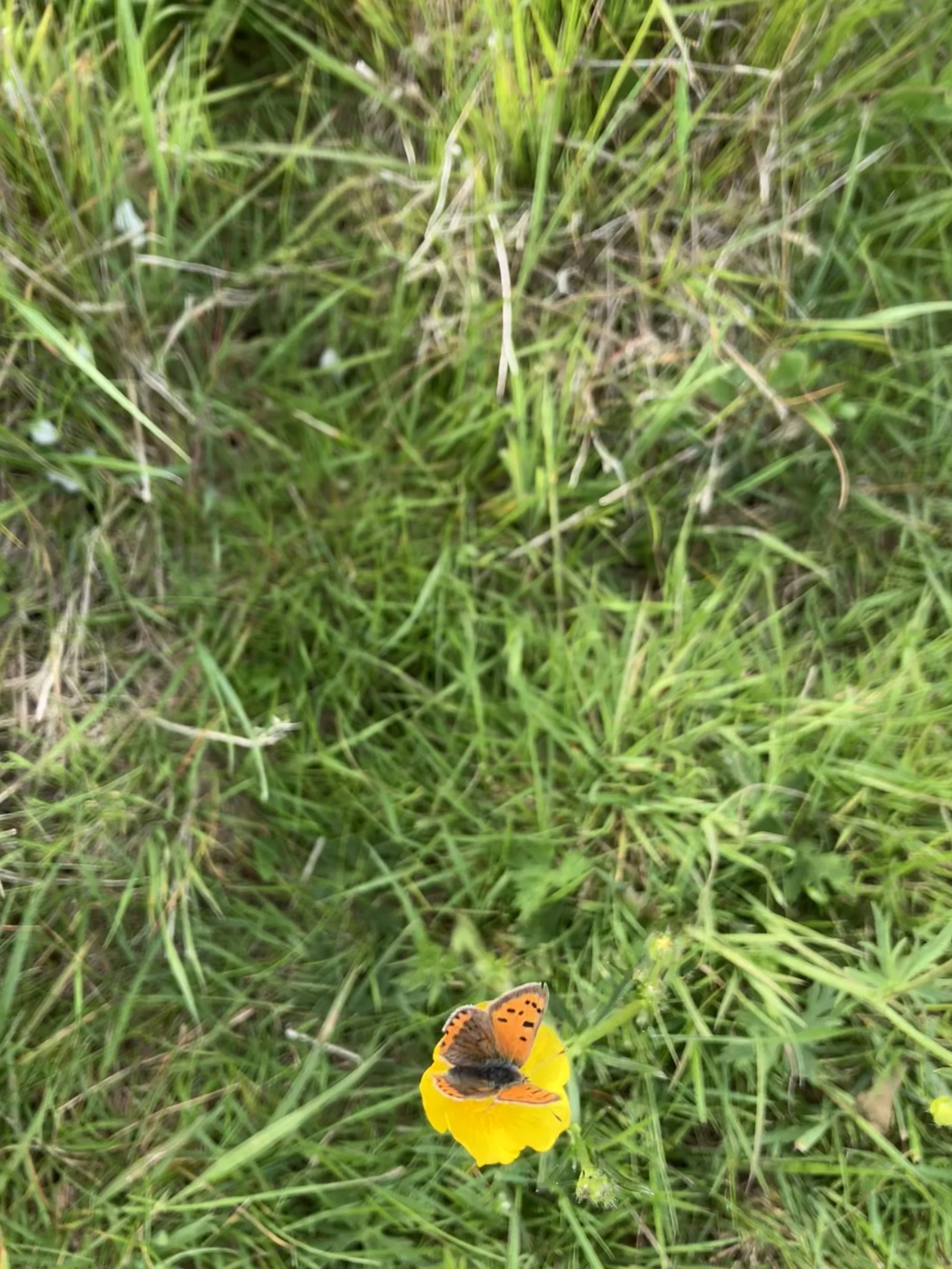 IMG_0488.jpeg