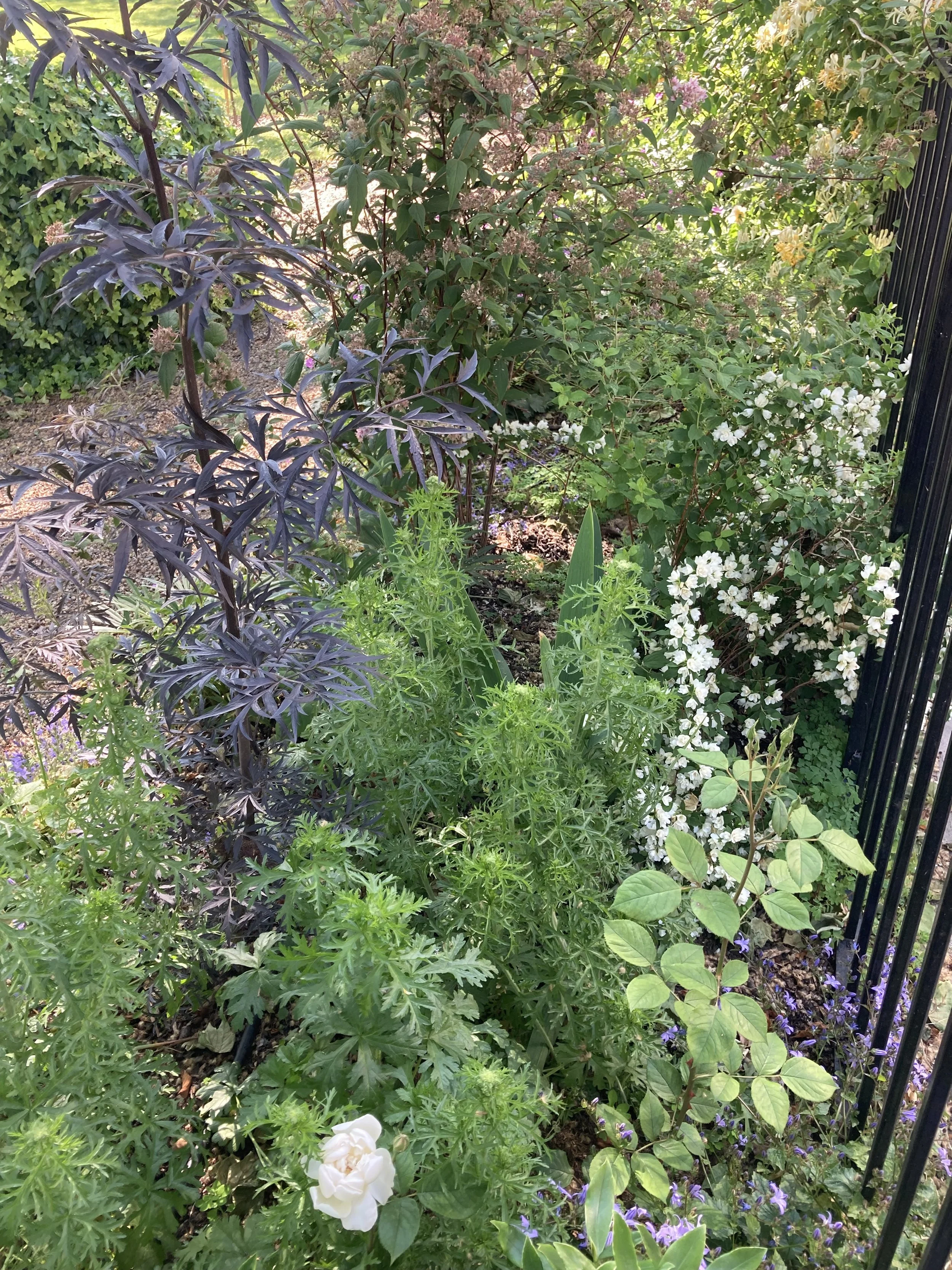 IMG_2952.jpeg
