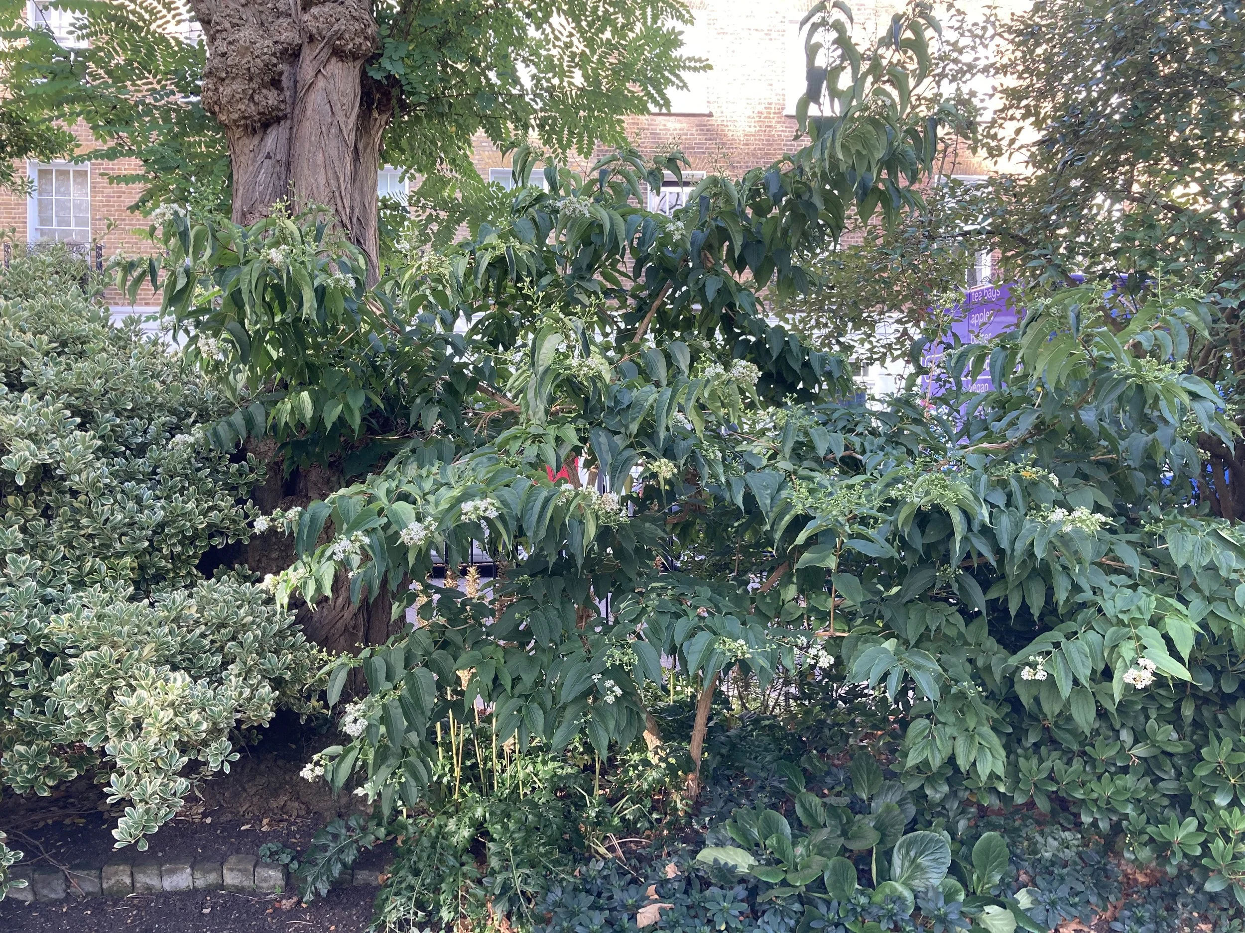 IMG_2491.jpeg