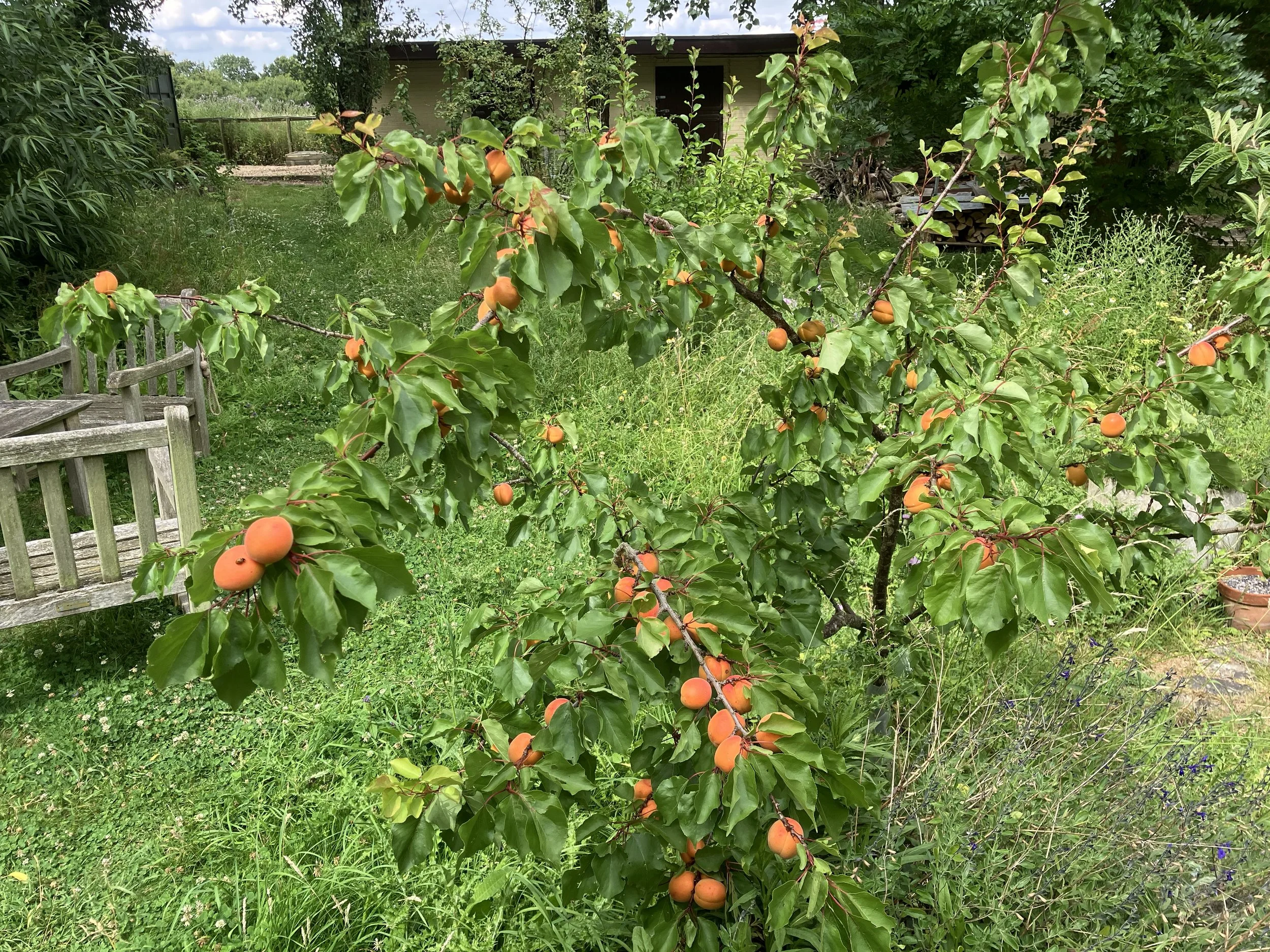 IMG_1037.jpeg