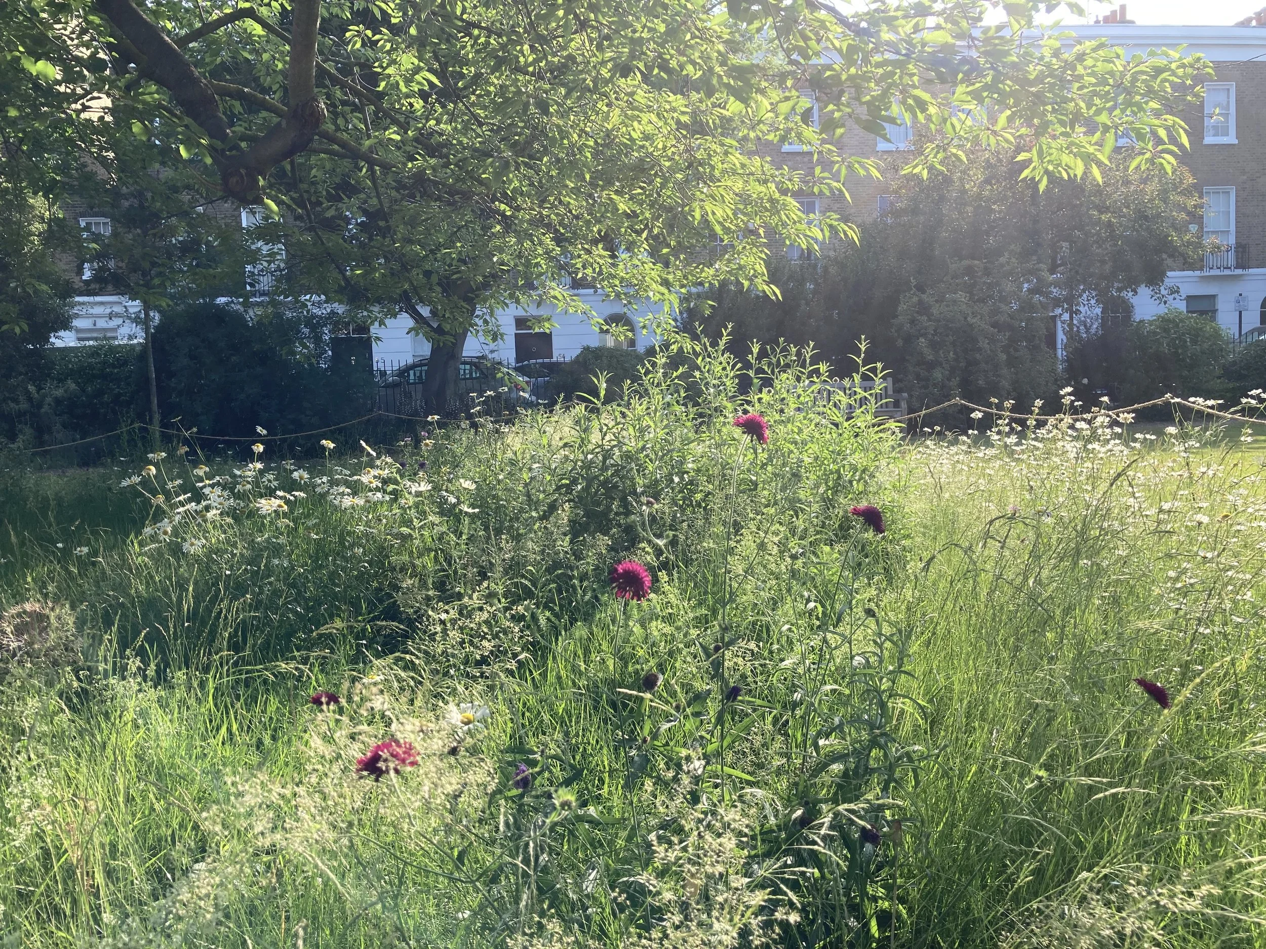 IMG_1351.jpeg