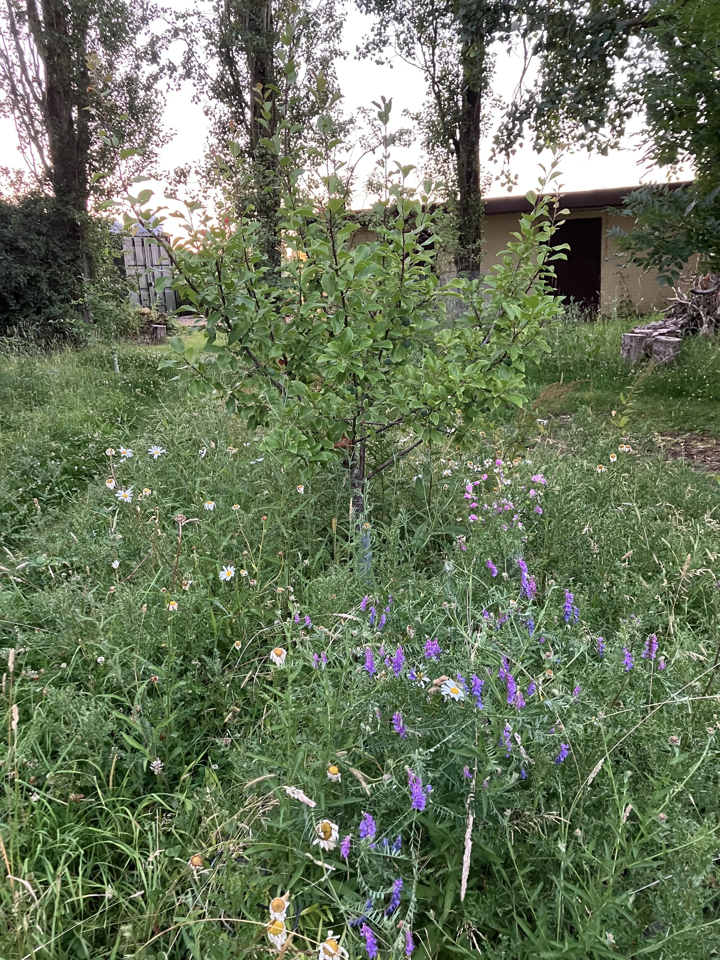 IMG_1040.jpeg
