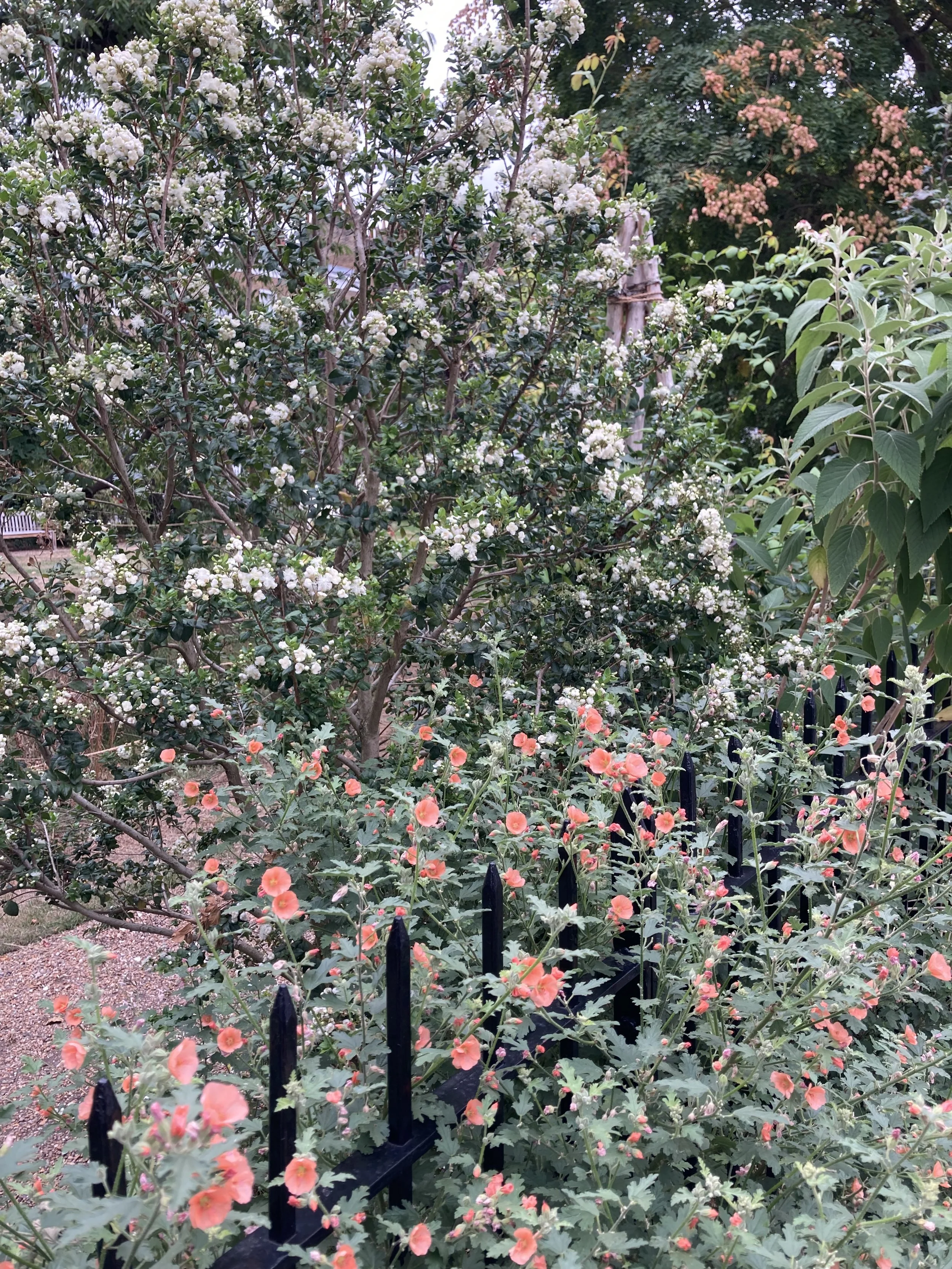 IMG_2349.jpeg