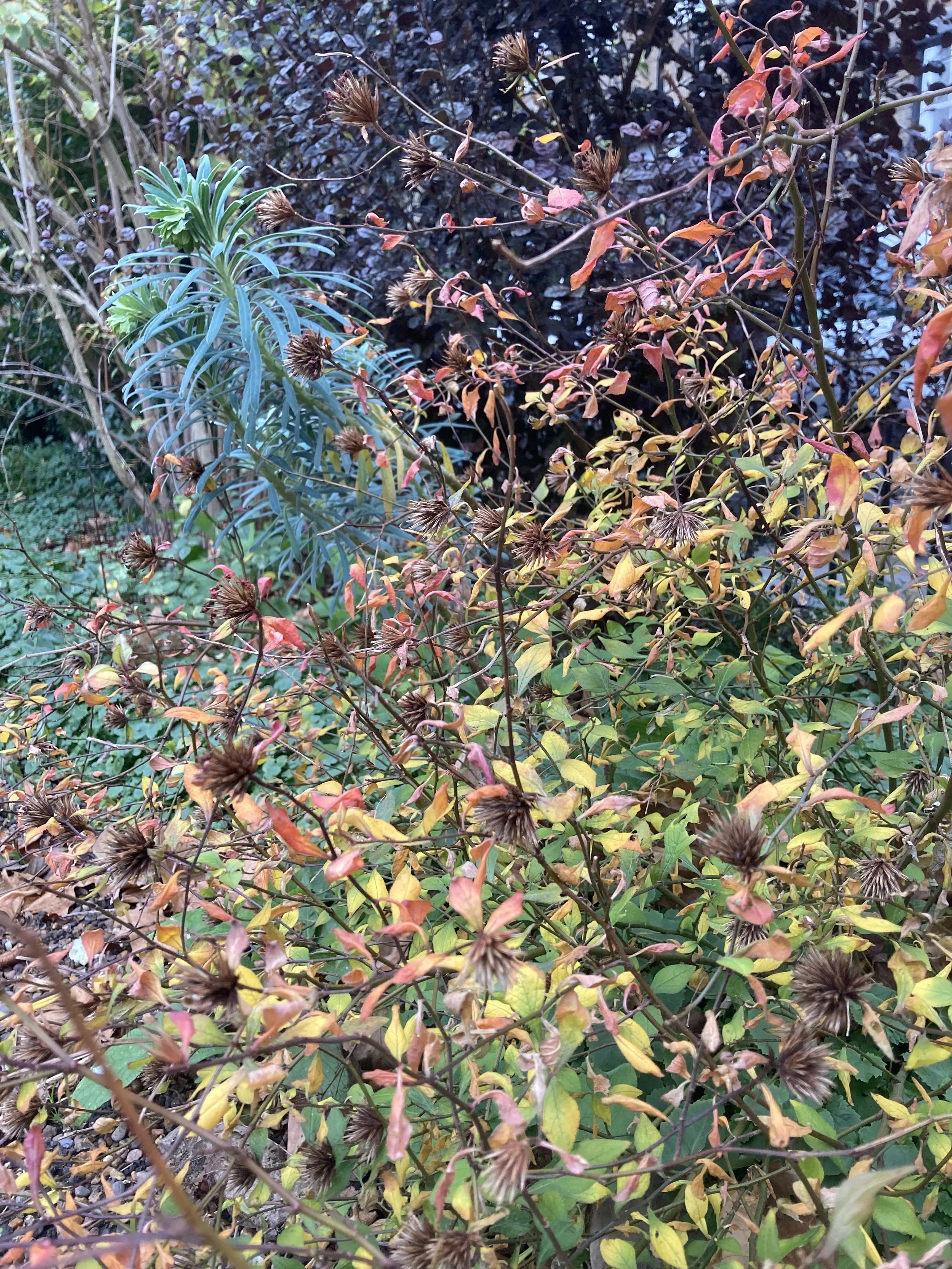 IMG_8998.jpeg