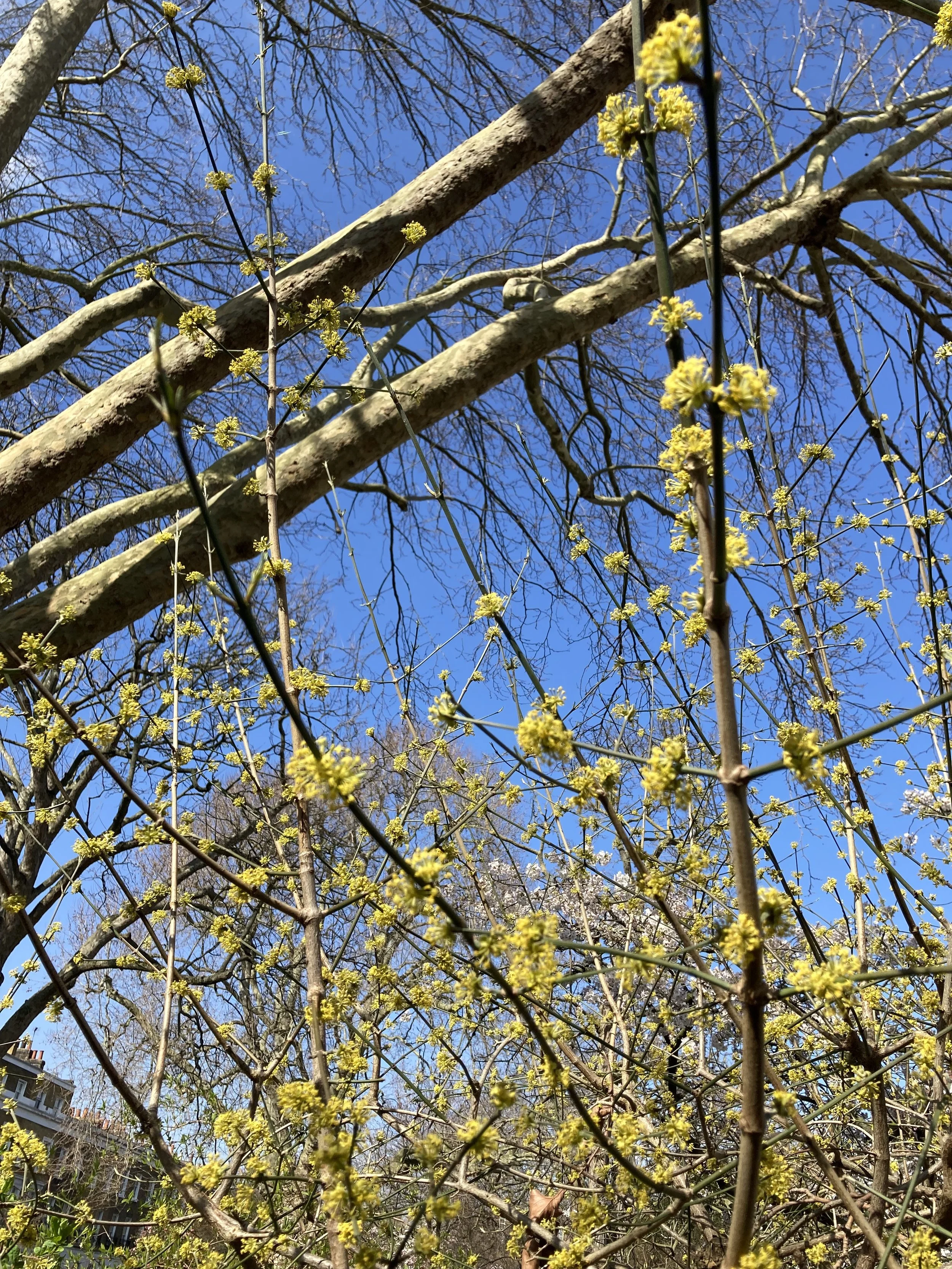 IMG_9557.jpeg
