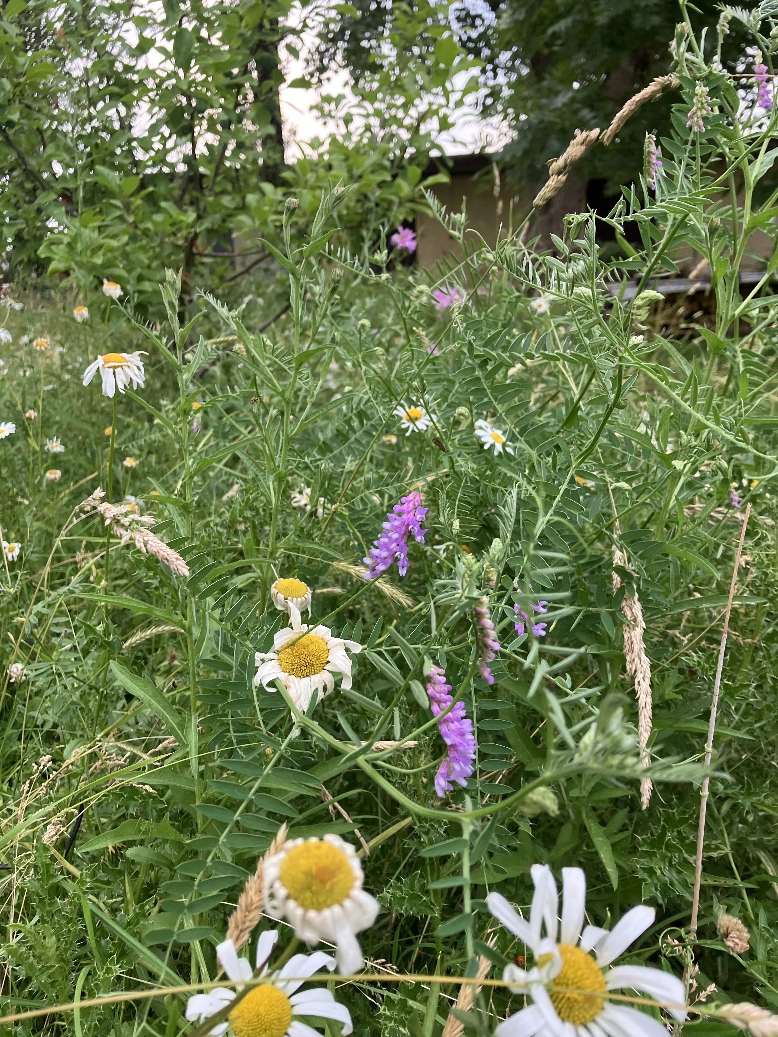 IMG_1002.jpeg