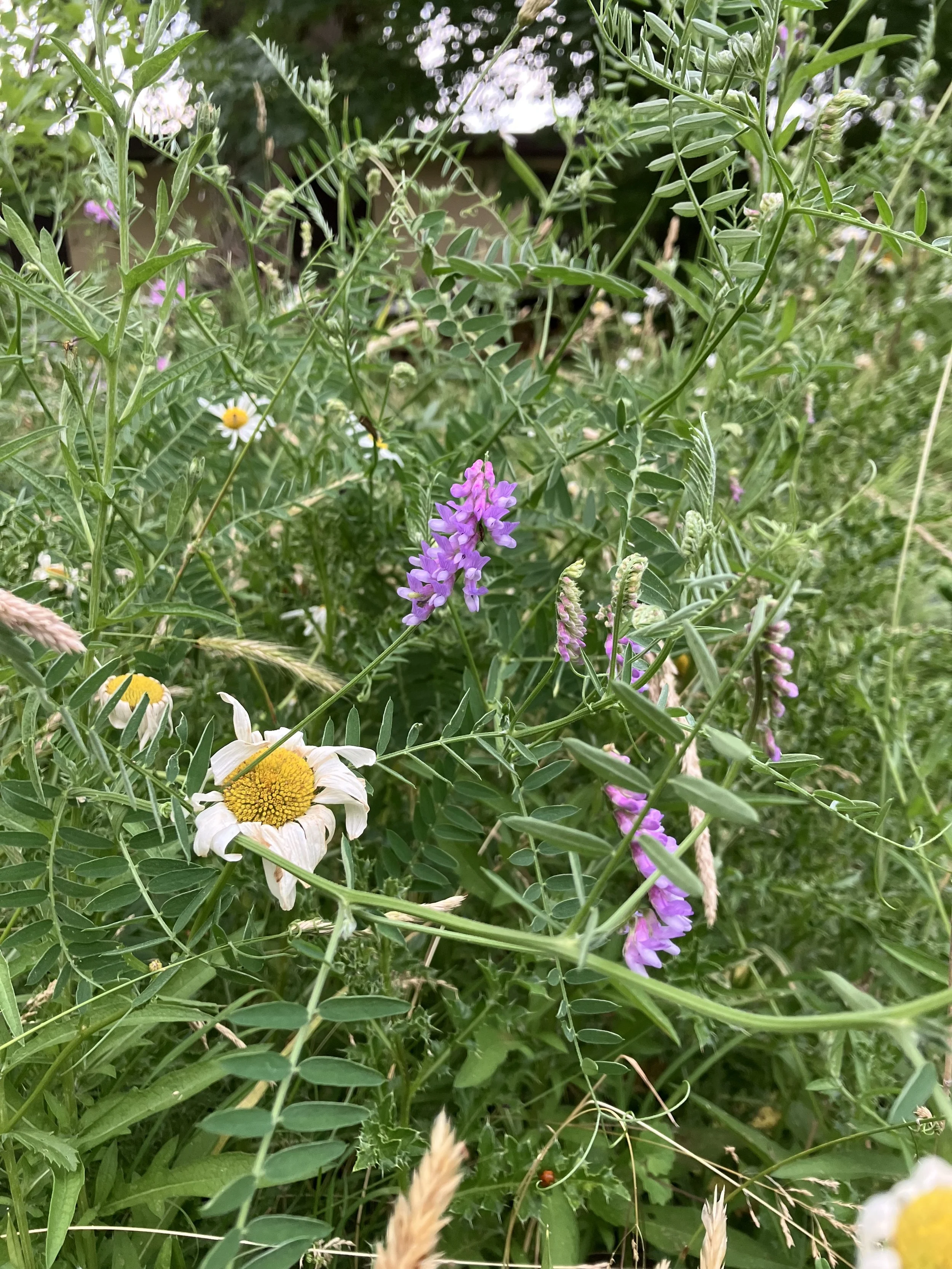 IMG_1001.jpeg