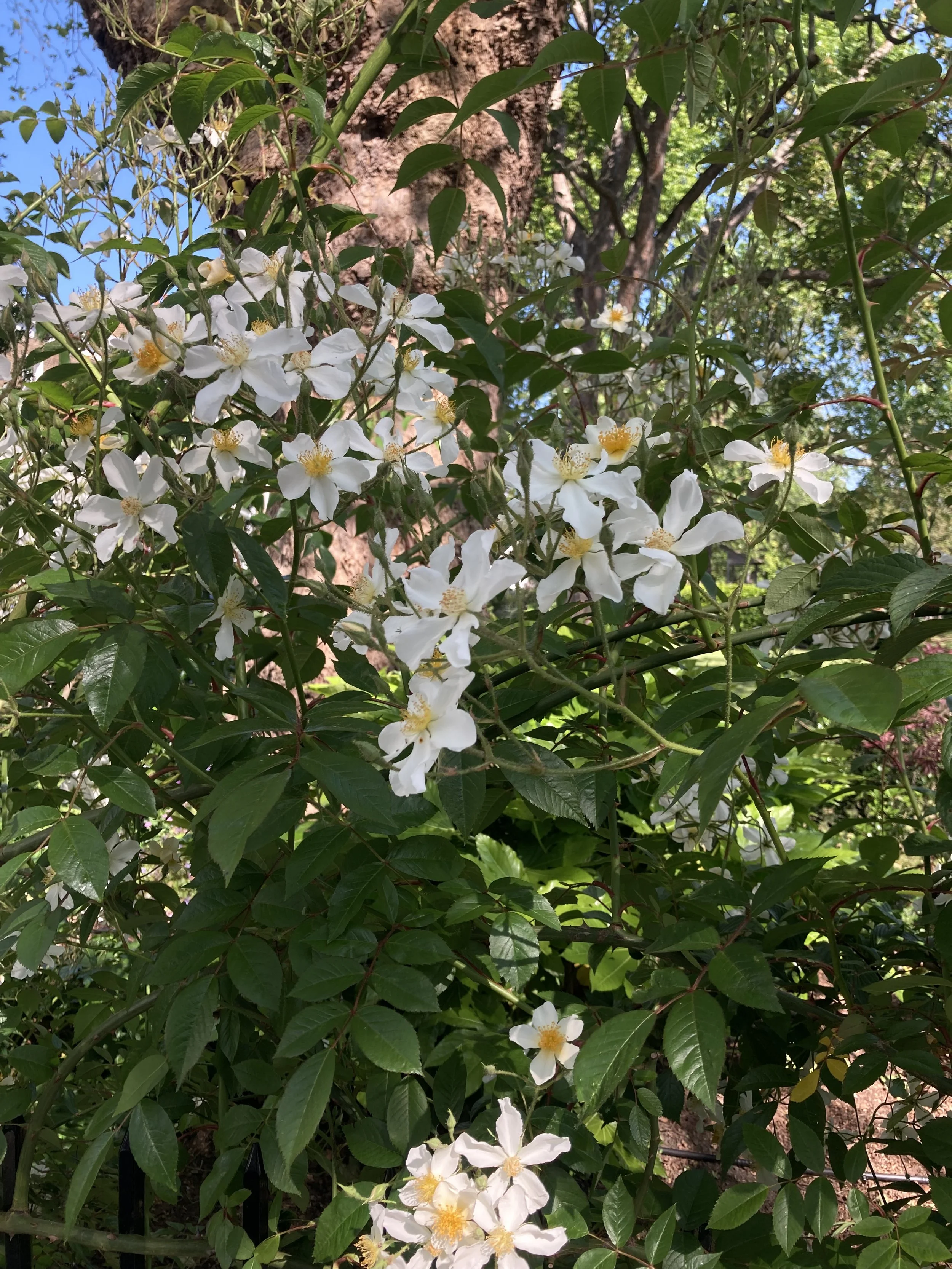 IMG_2941.jpeg