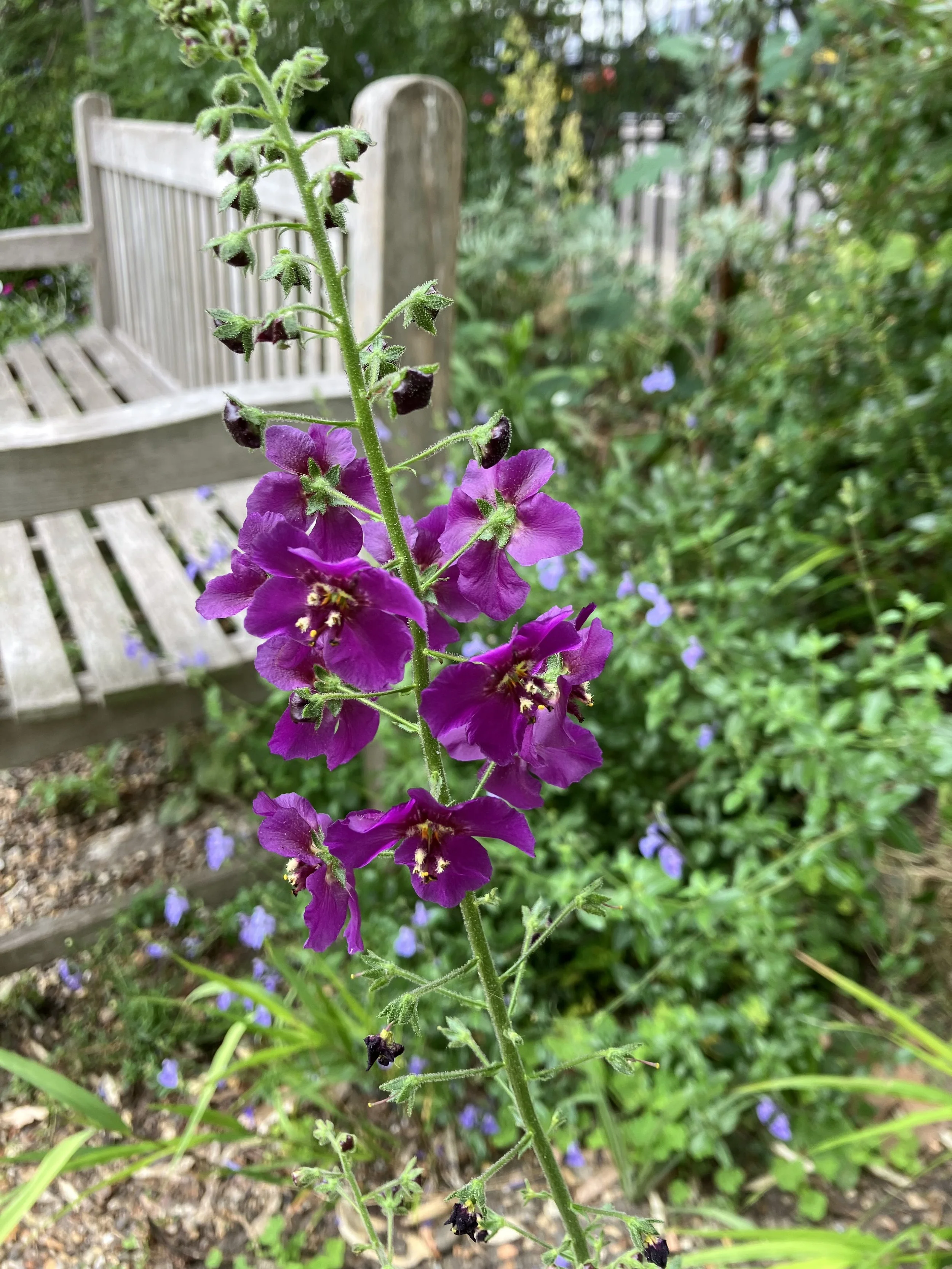 IMG_0911.jpeg