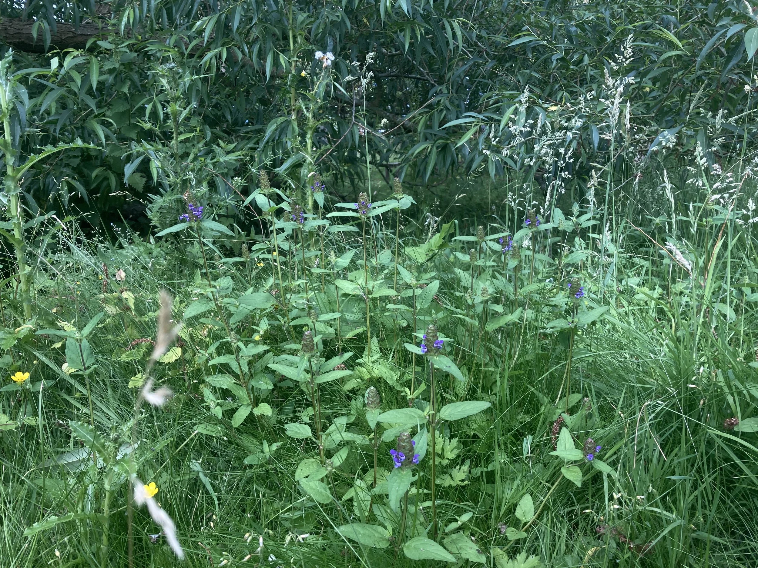 IMG_3383.jpeg