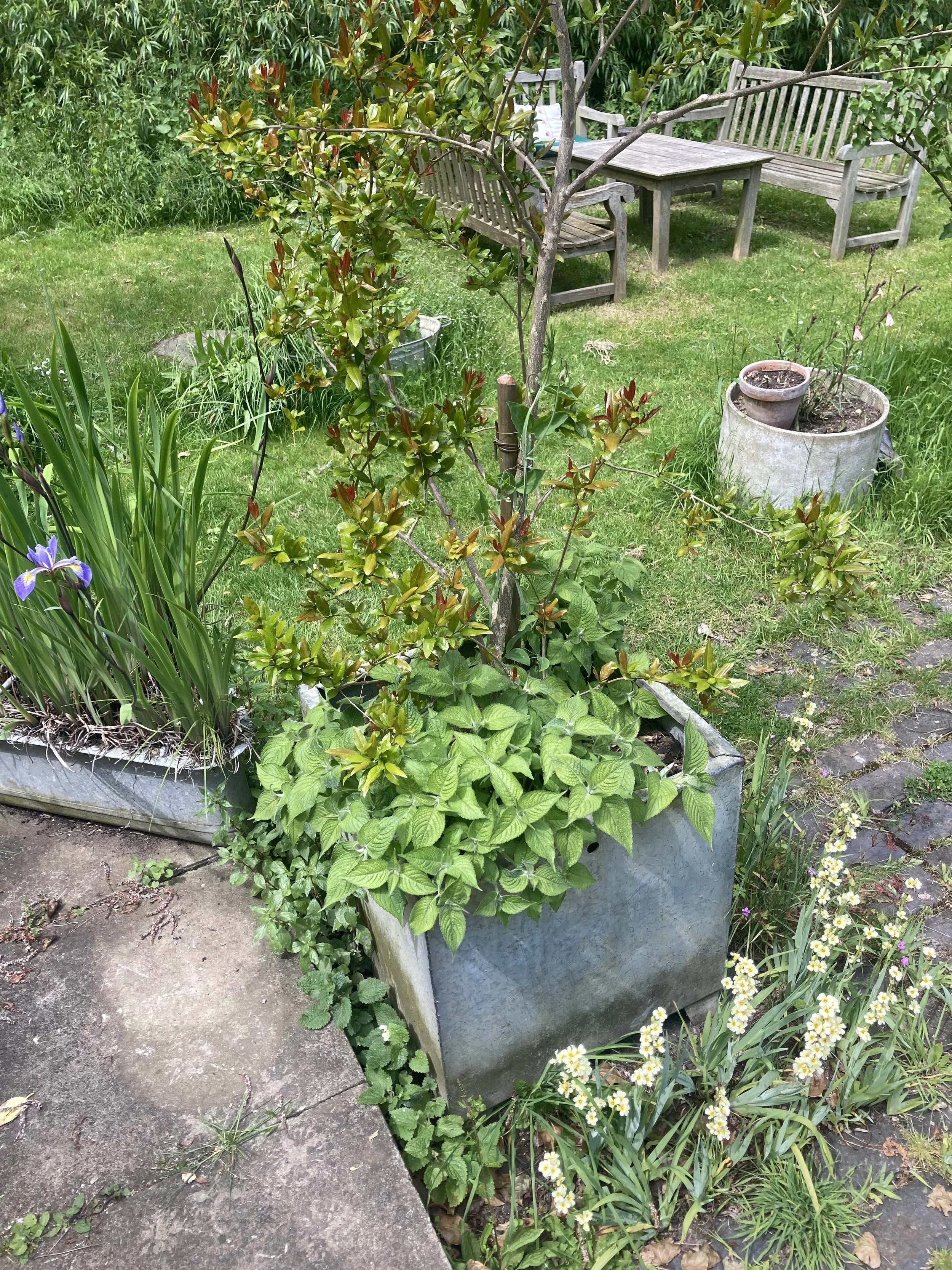 IMG_6985.jpeg