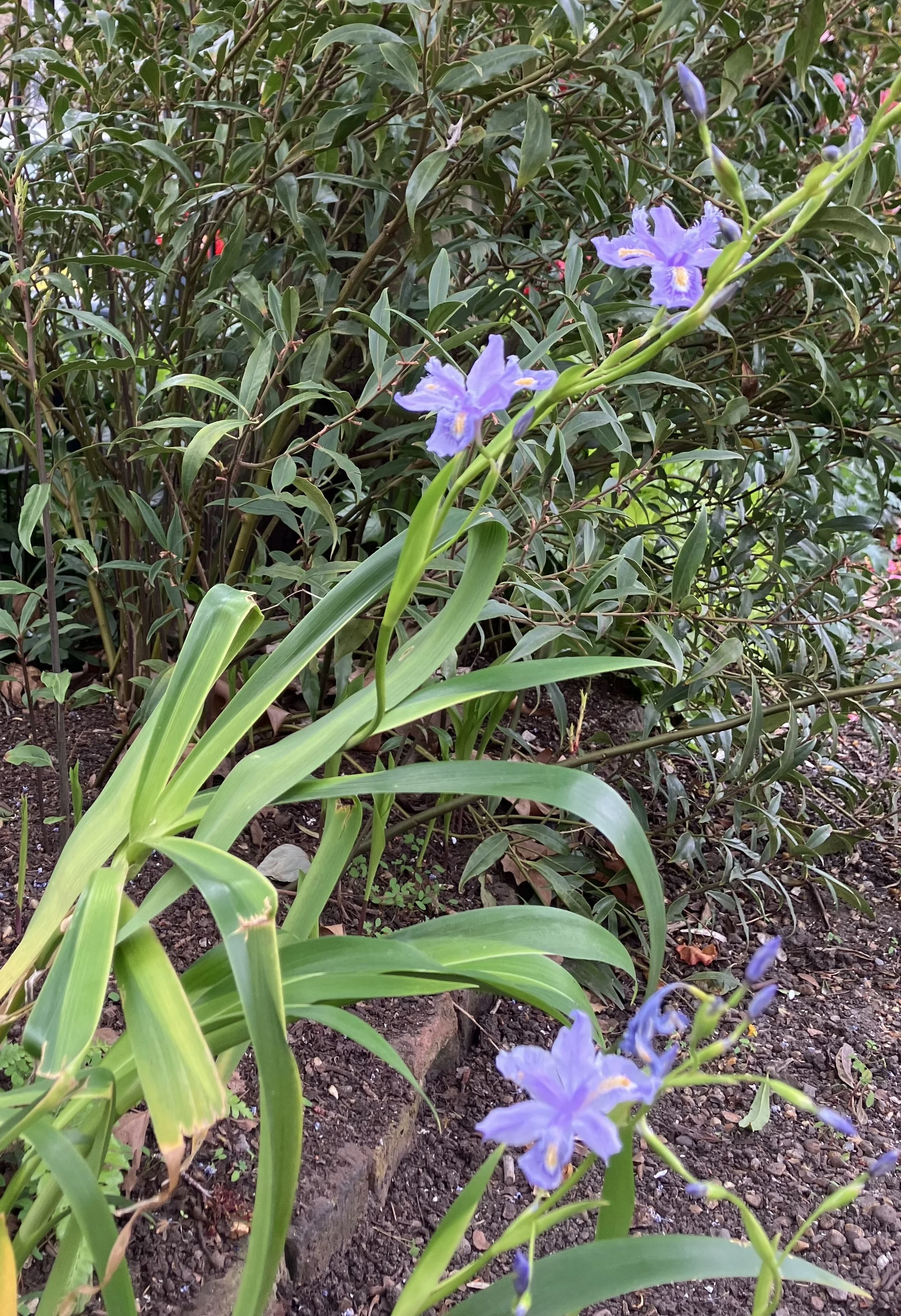 IMG_0149.jpeg