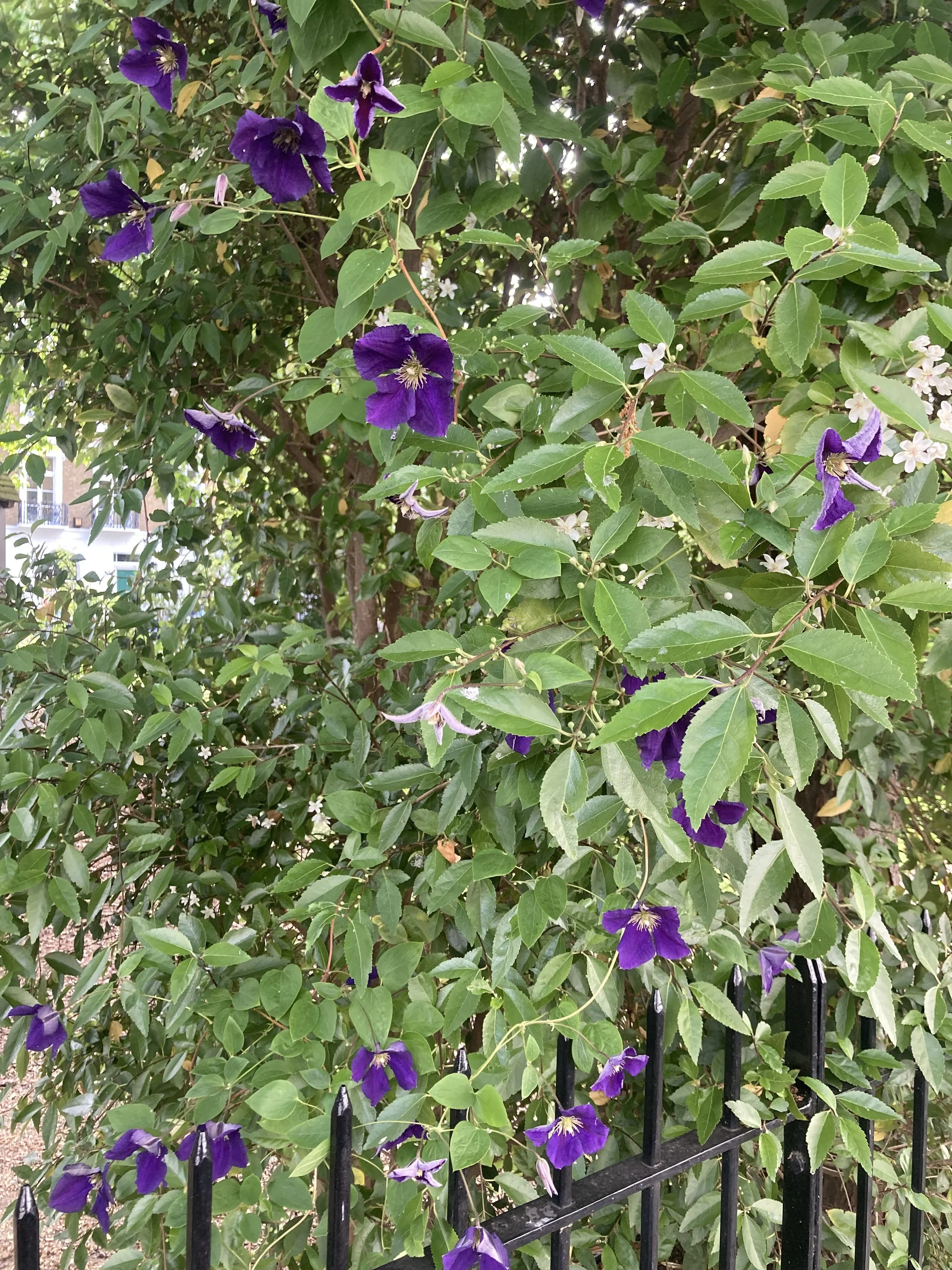 IMG_7312.jpeg