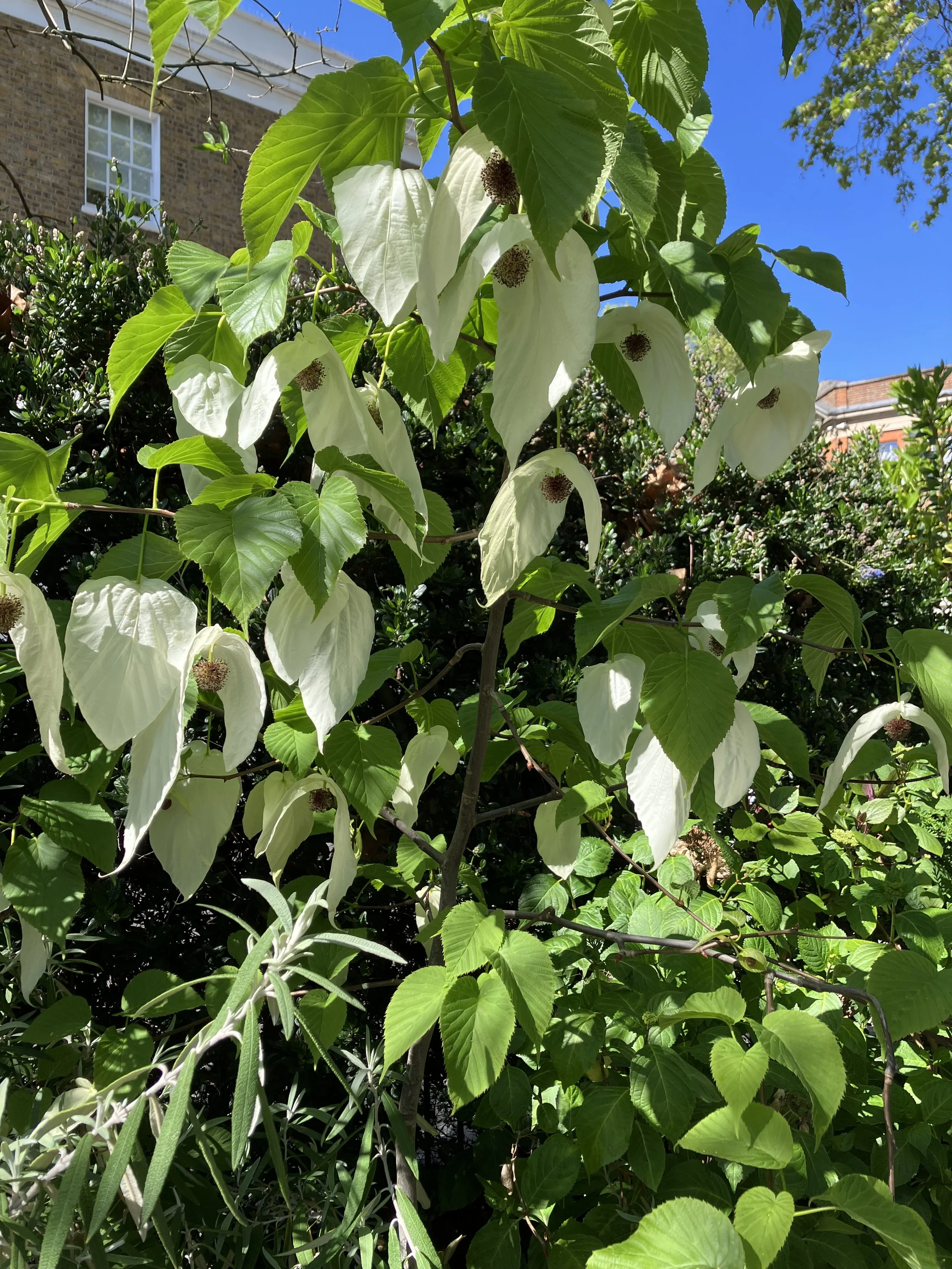 IMG_0296.jpeg