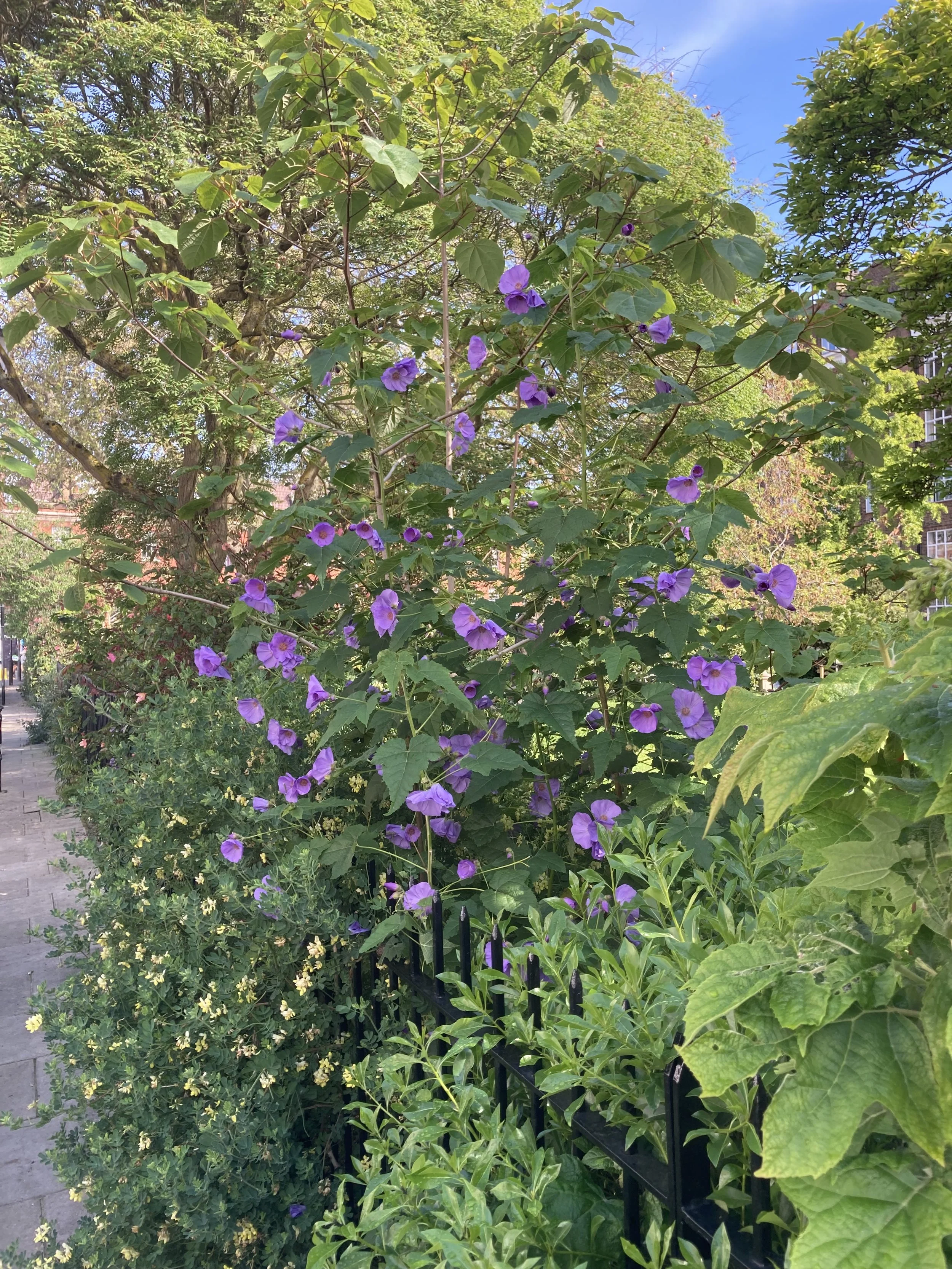 IMG_2694.jpeg