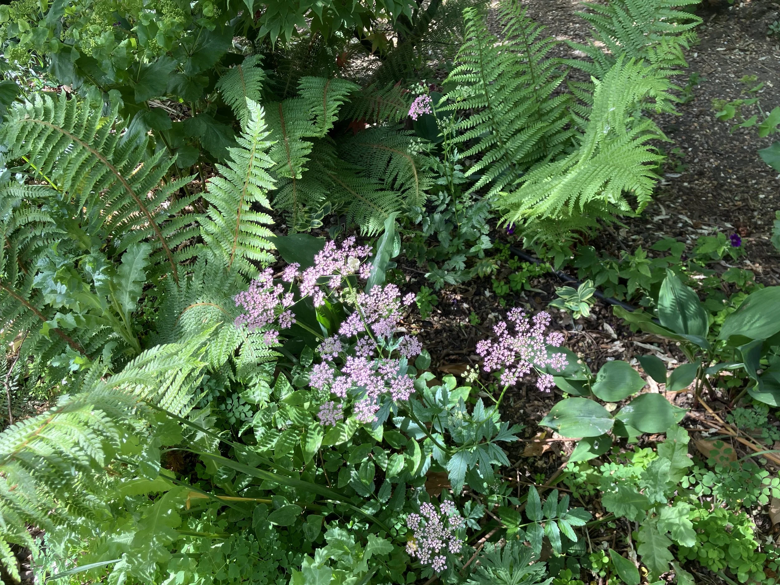 IMG_0552.jpeg