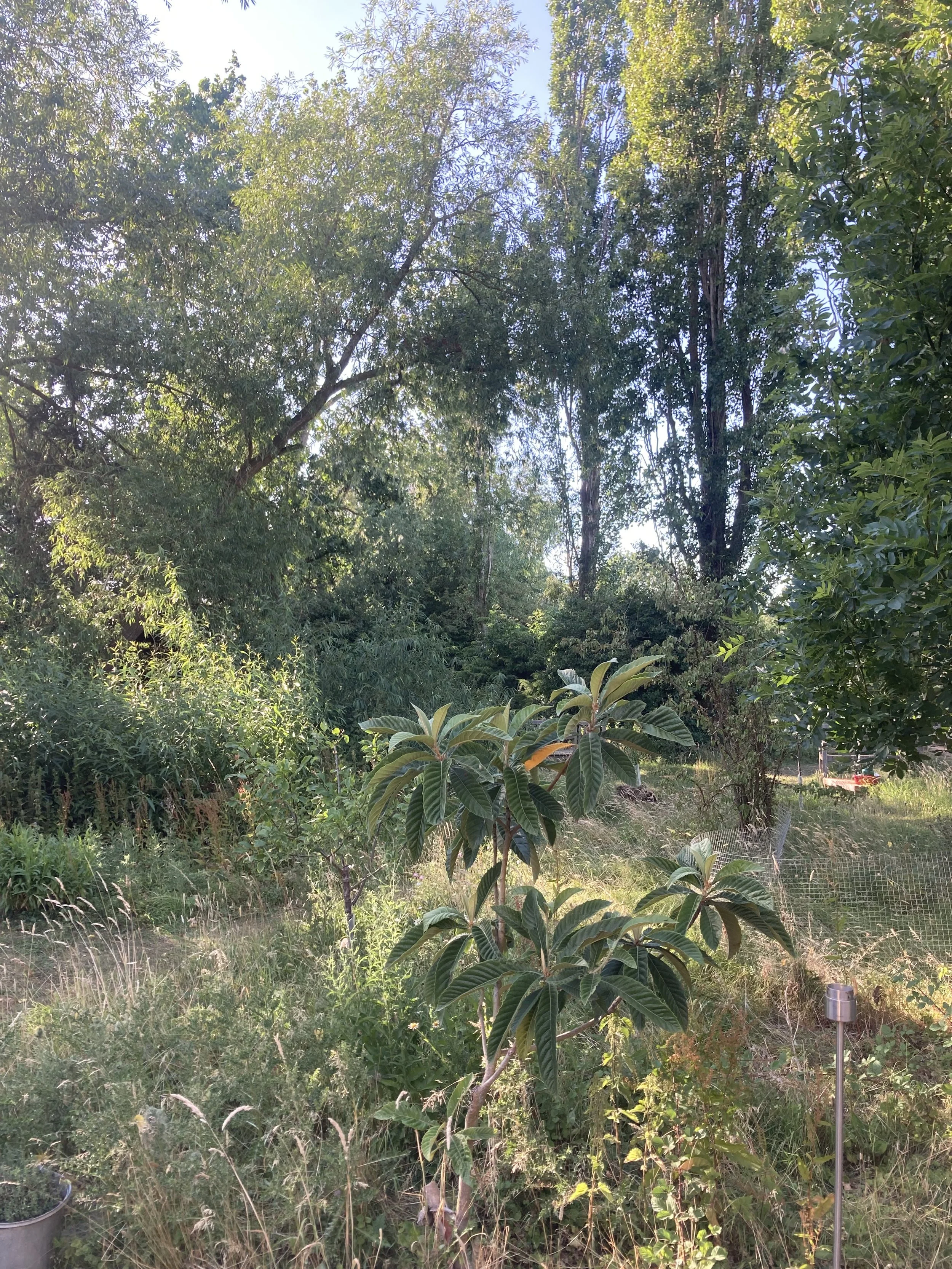 IMG_1622.jpeg
