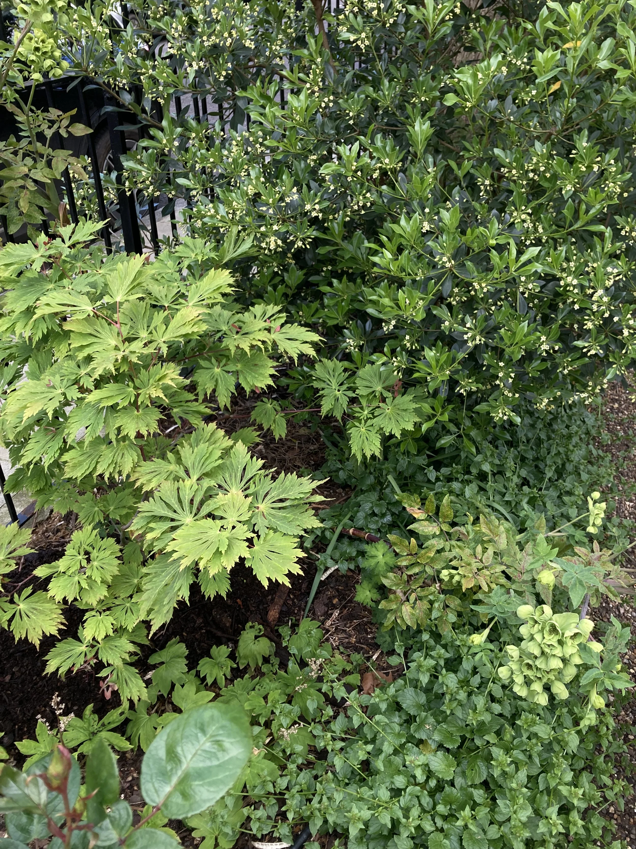 IMG_6314.jpeg