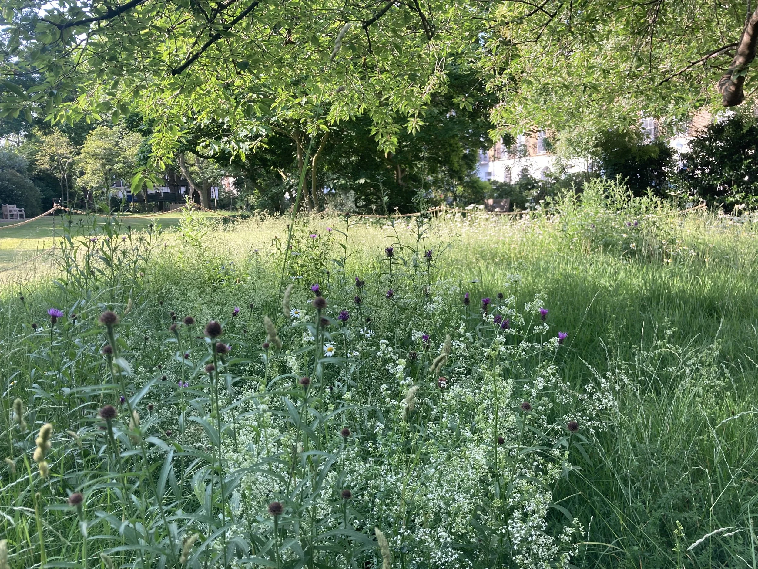 IMG_1353.jpeg