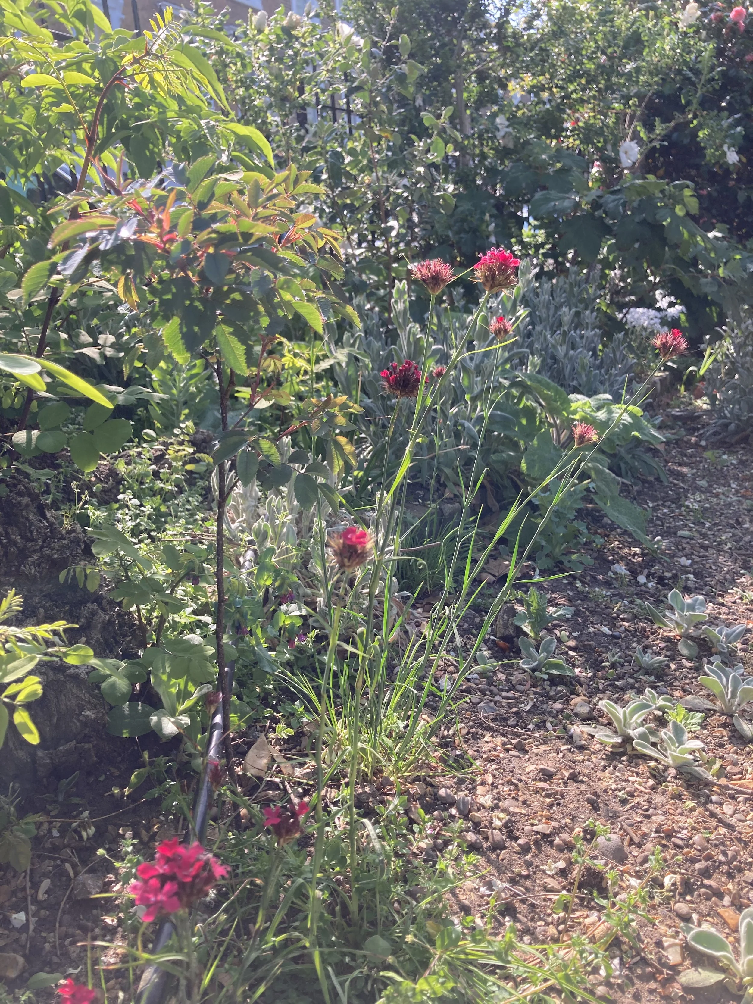 IMG_0664.jpeg