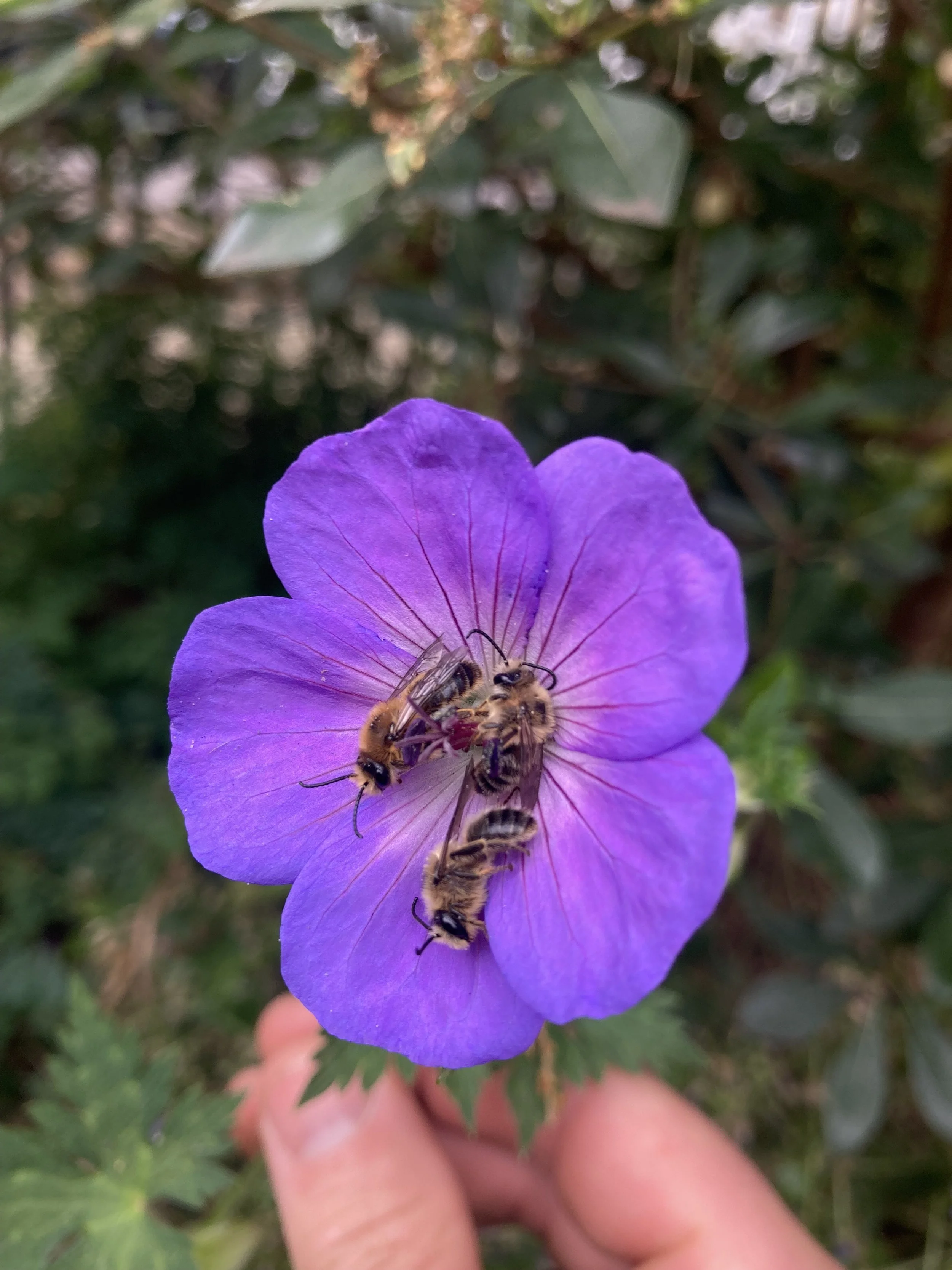 IMG_3322.jpeg