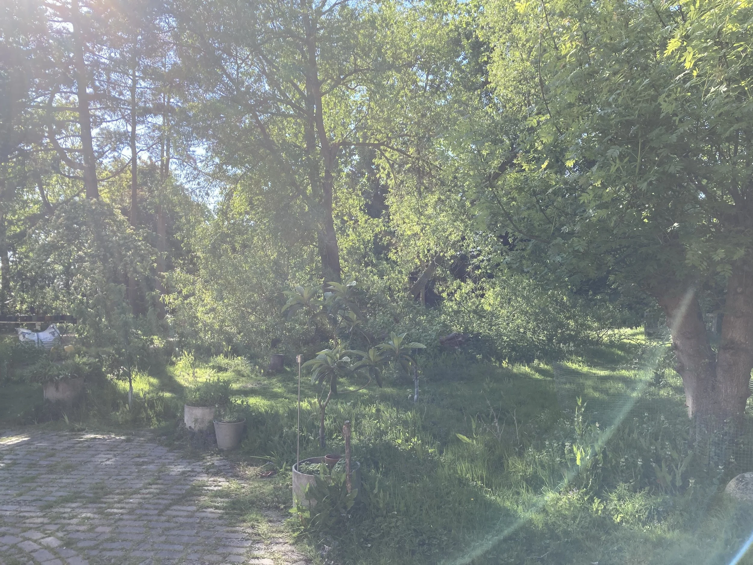 IMG_0702.jpeg