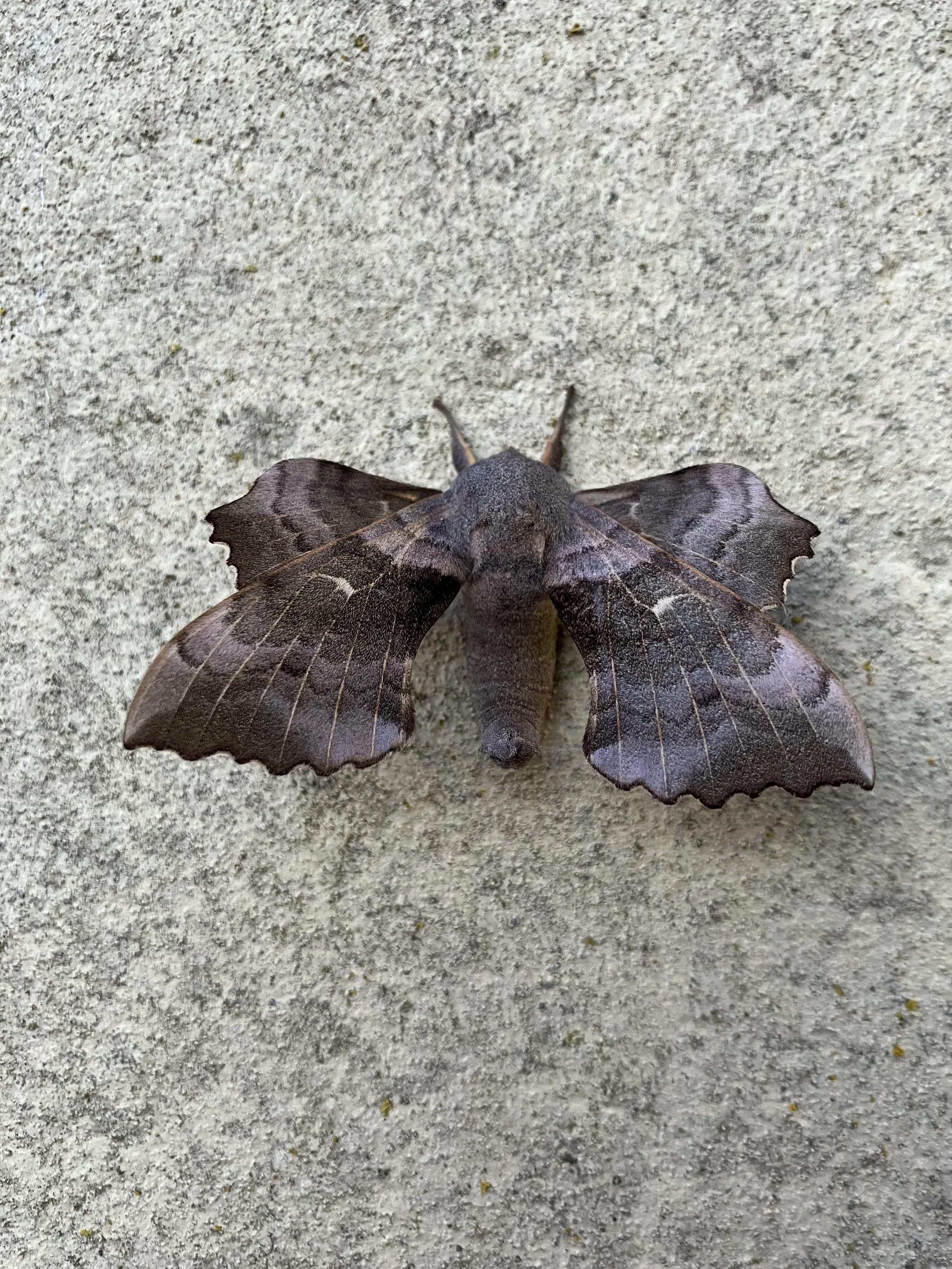 IMG_0905.jpeg