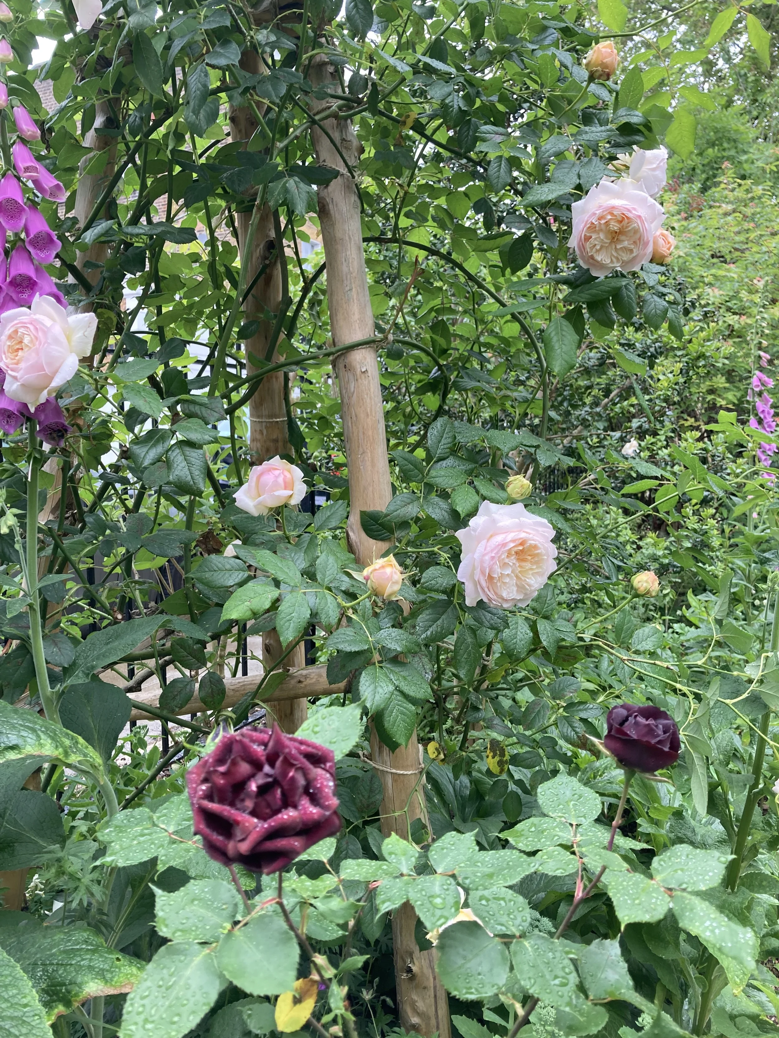 IMG_6709.jpeg