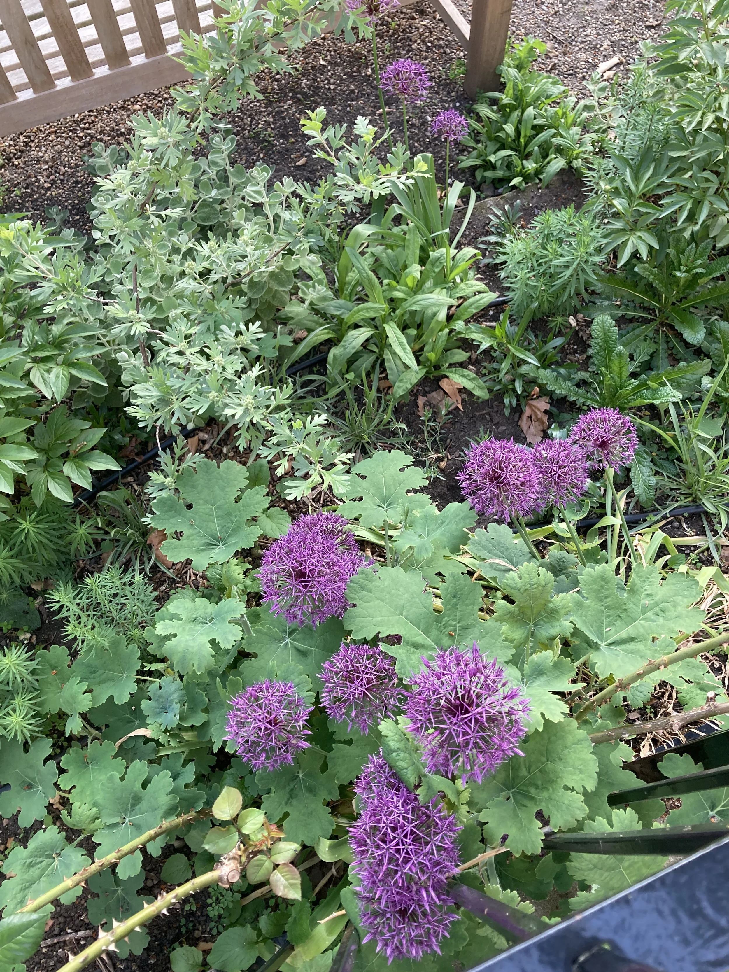 IMG_0412.jpeg