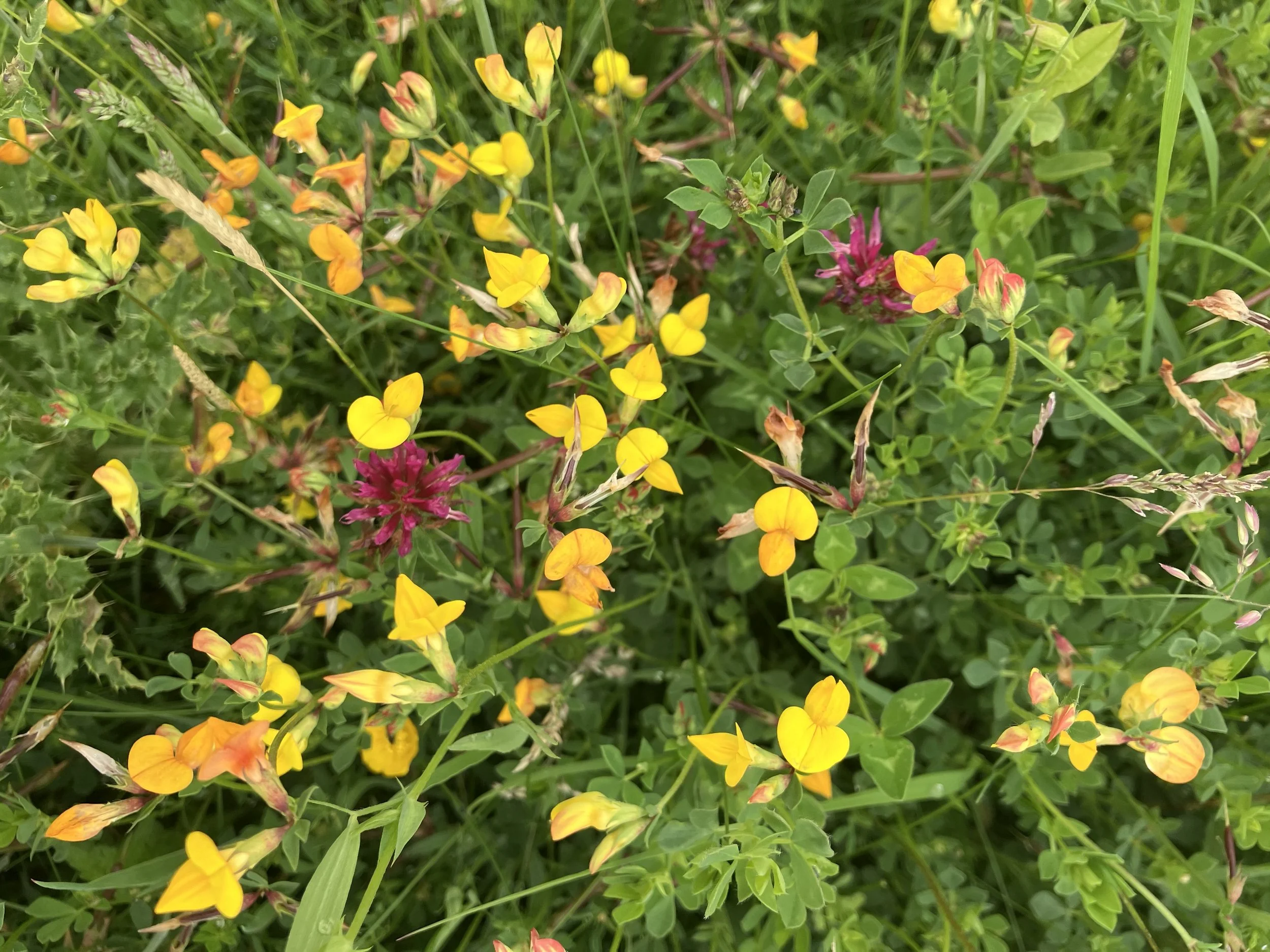 IMG_0789.jpeg