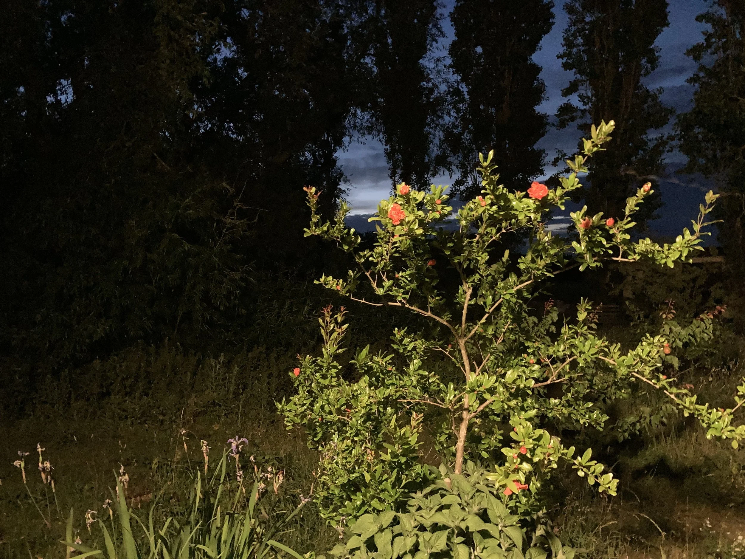 IMG_1505.jpeg