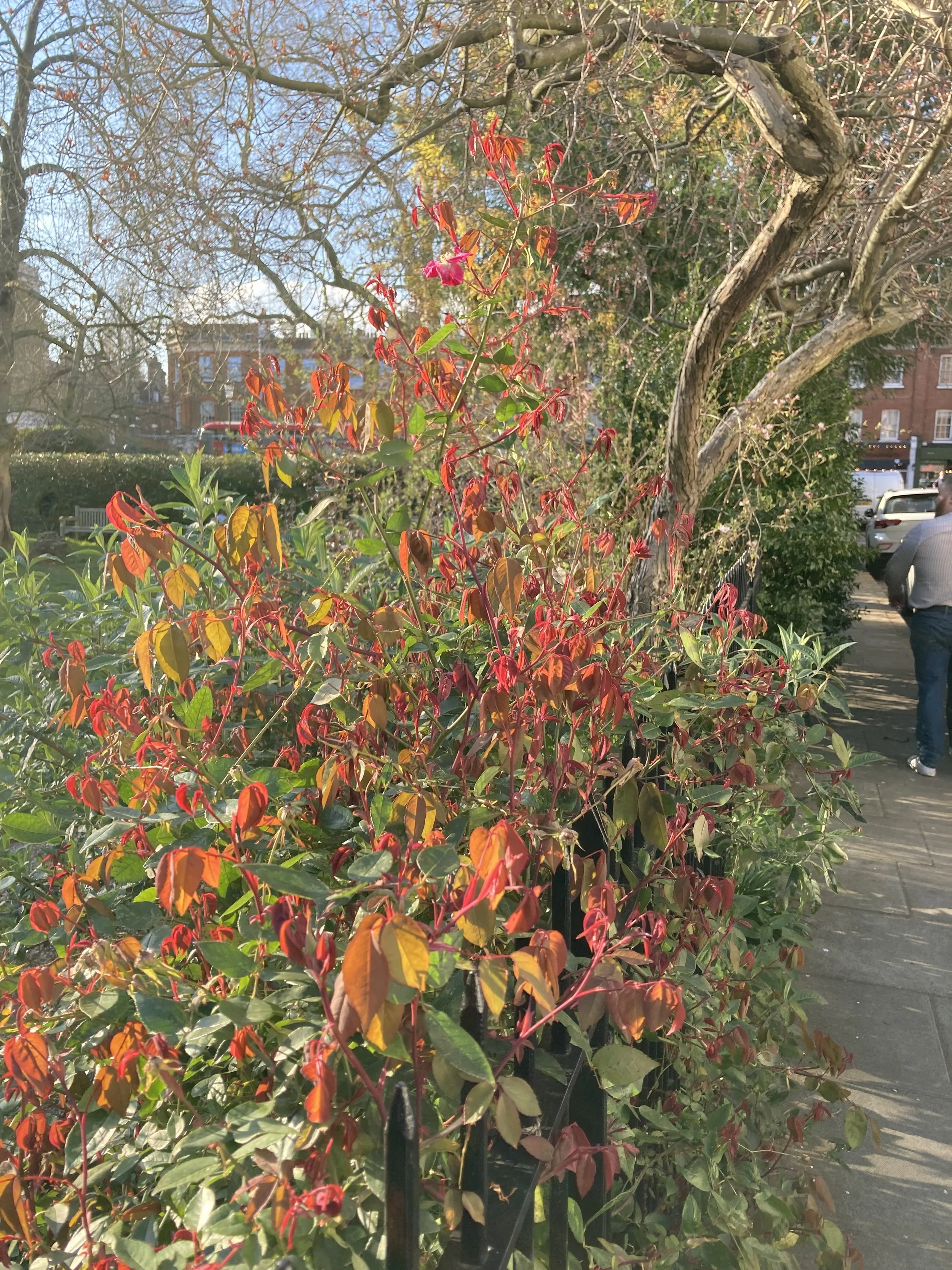 IMG_9562.jpeg