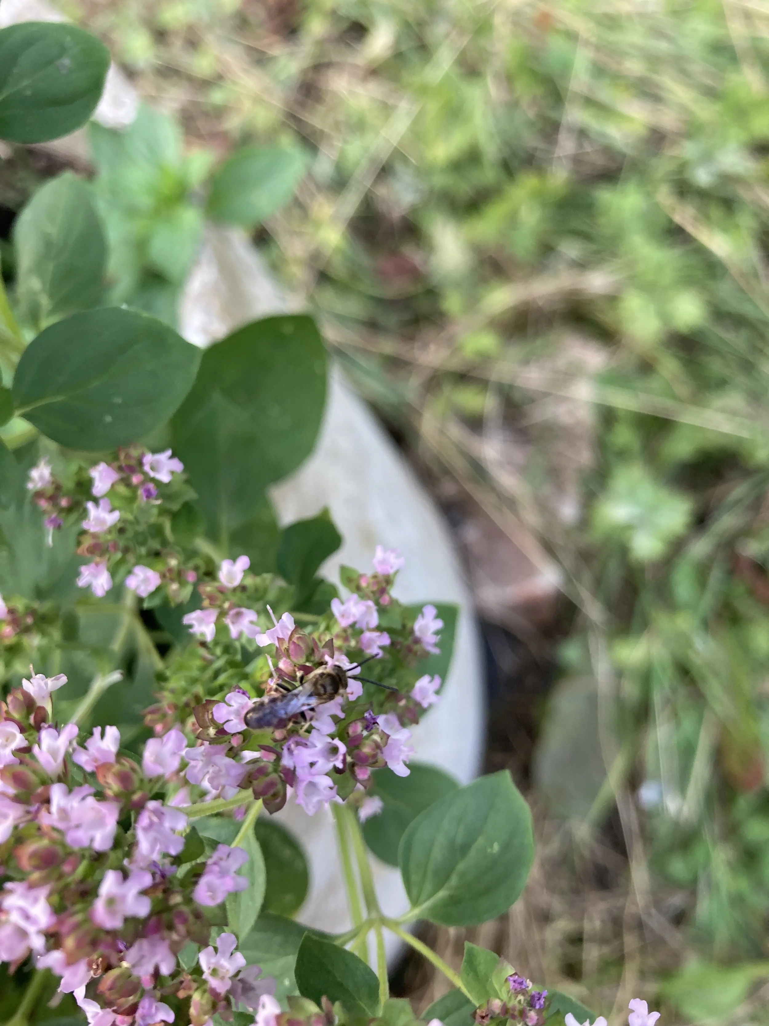 IMG_8050.jpeg
