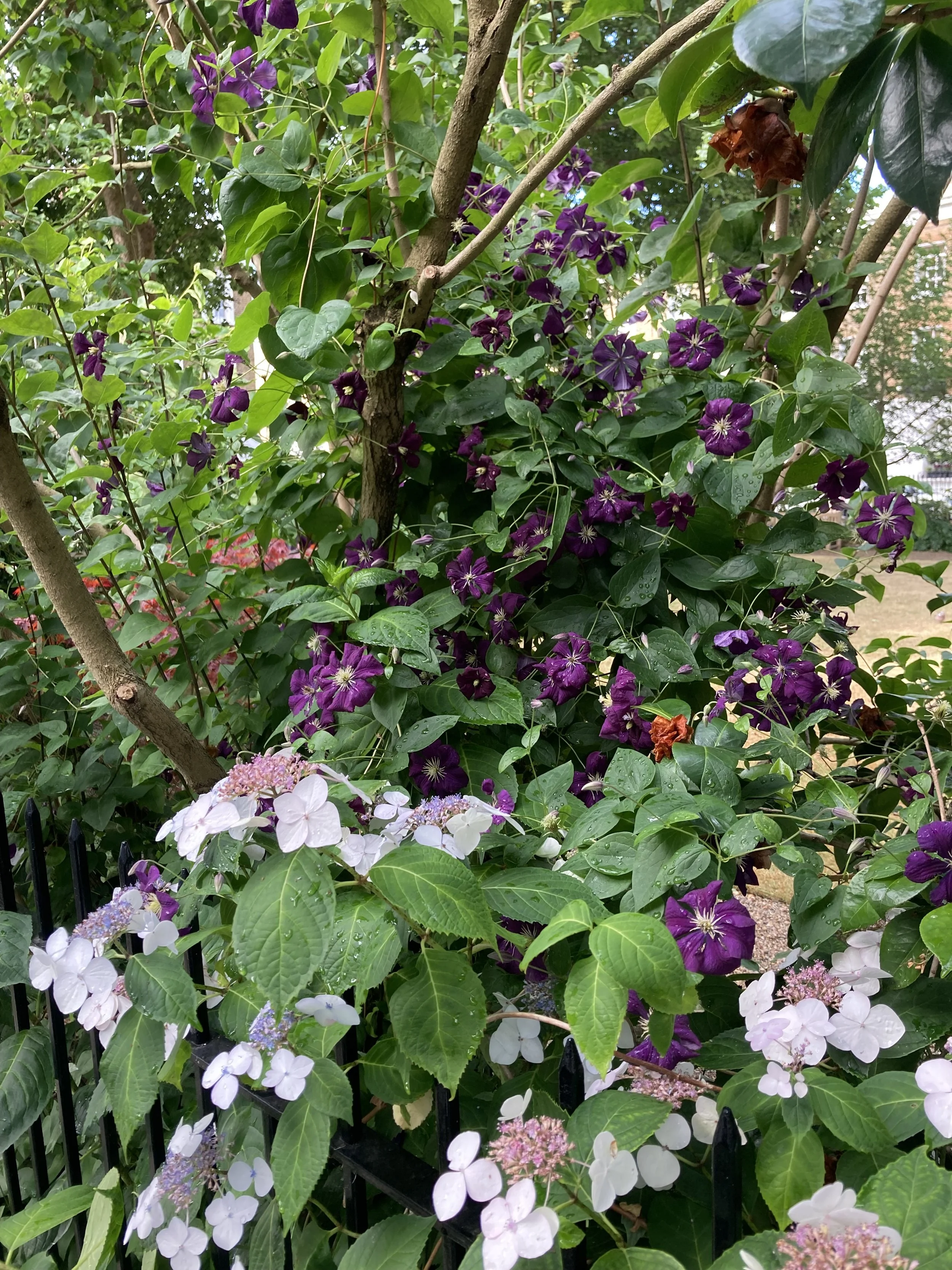 IMG_1555.jpeg