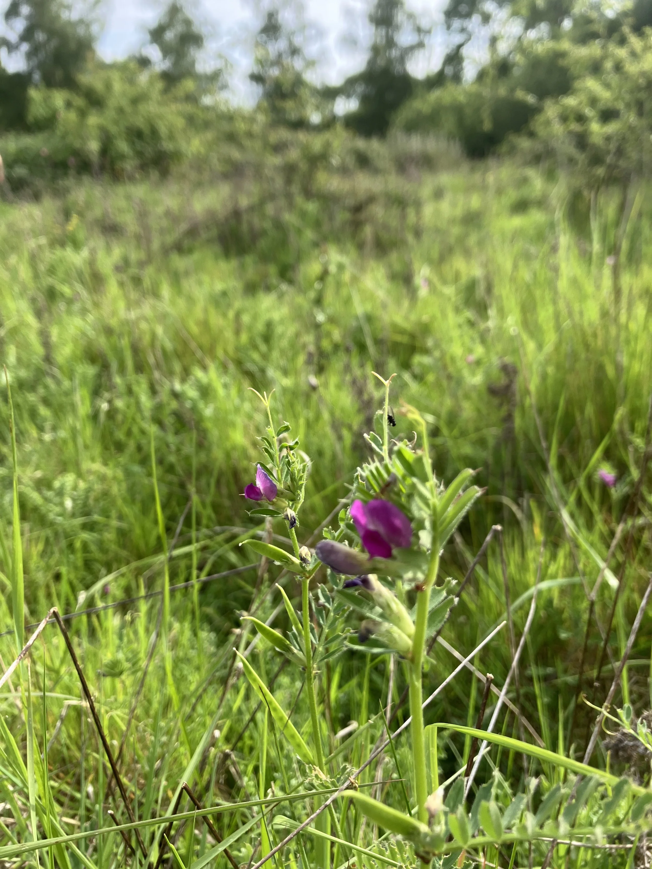 IMG_0490.jpeg