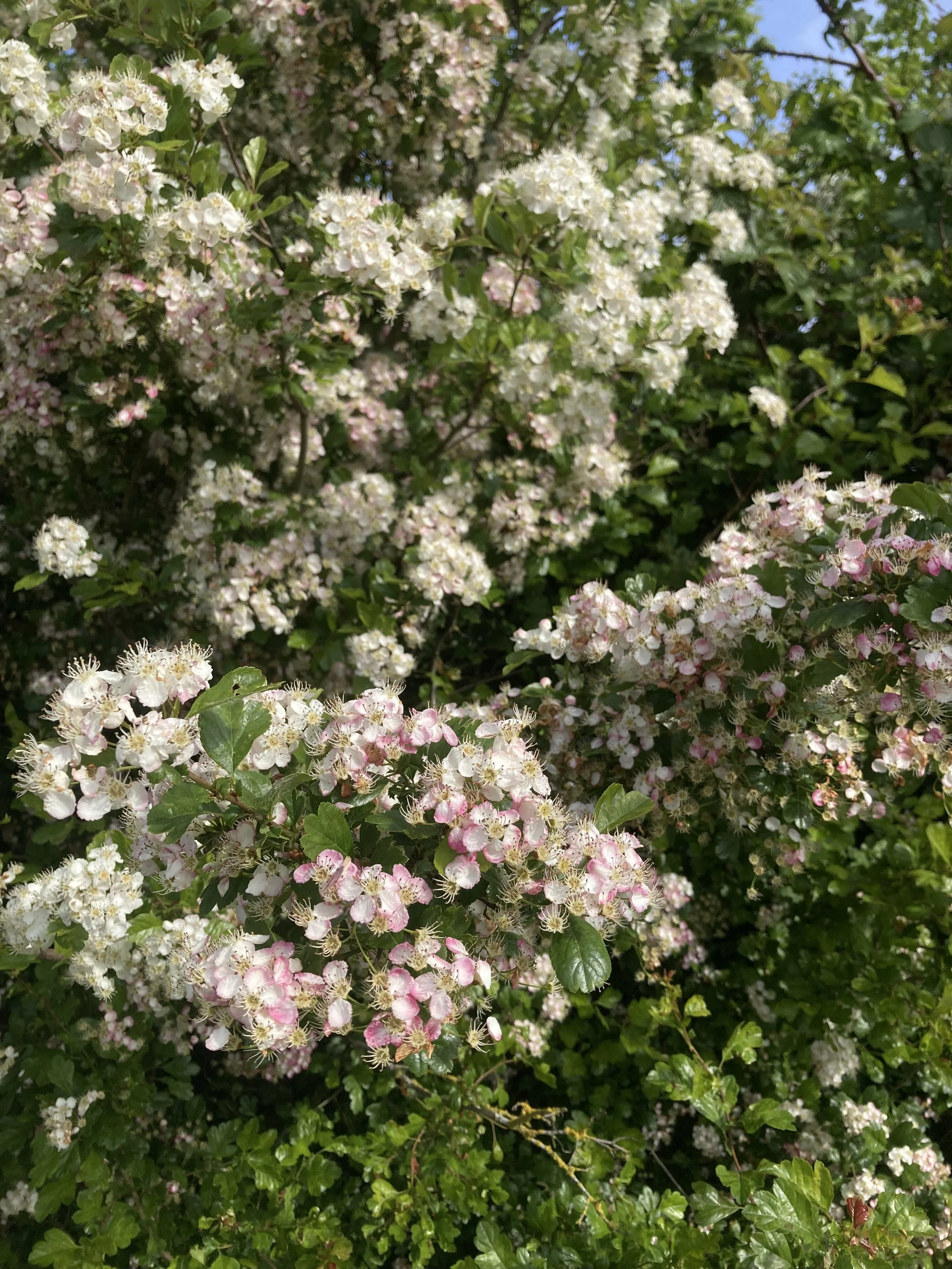 IMG_0626.jpeg