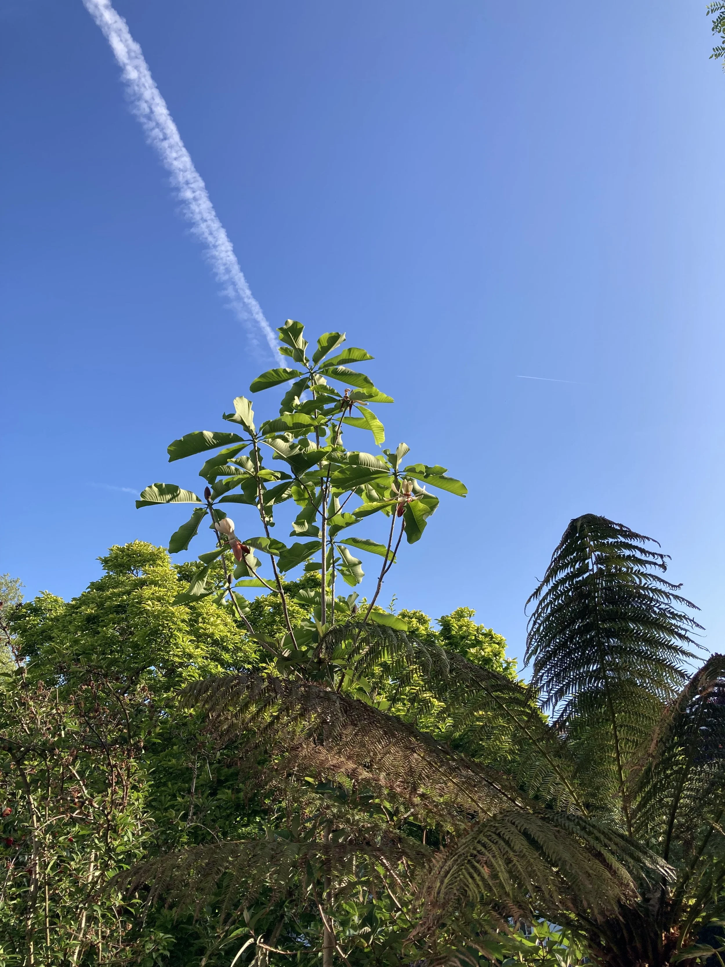IMG_0485.jpeg