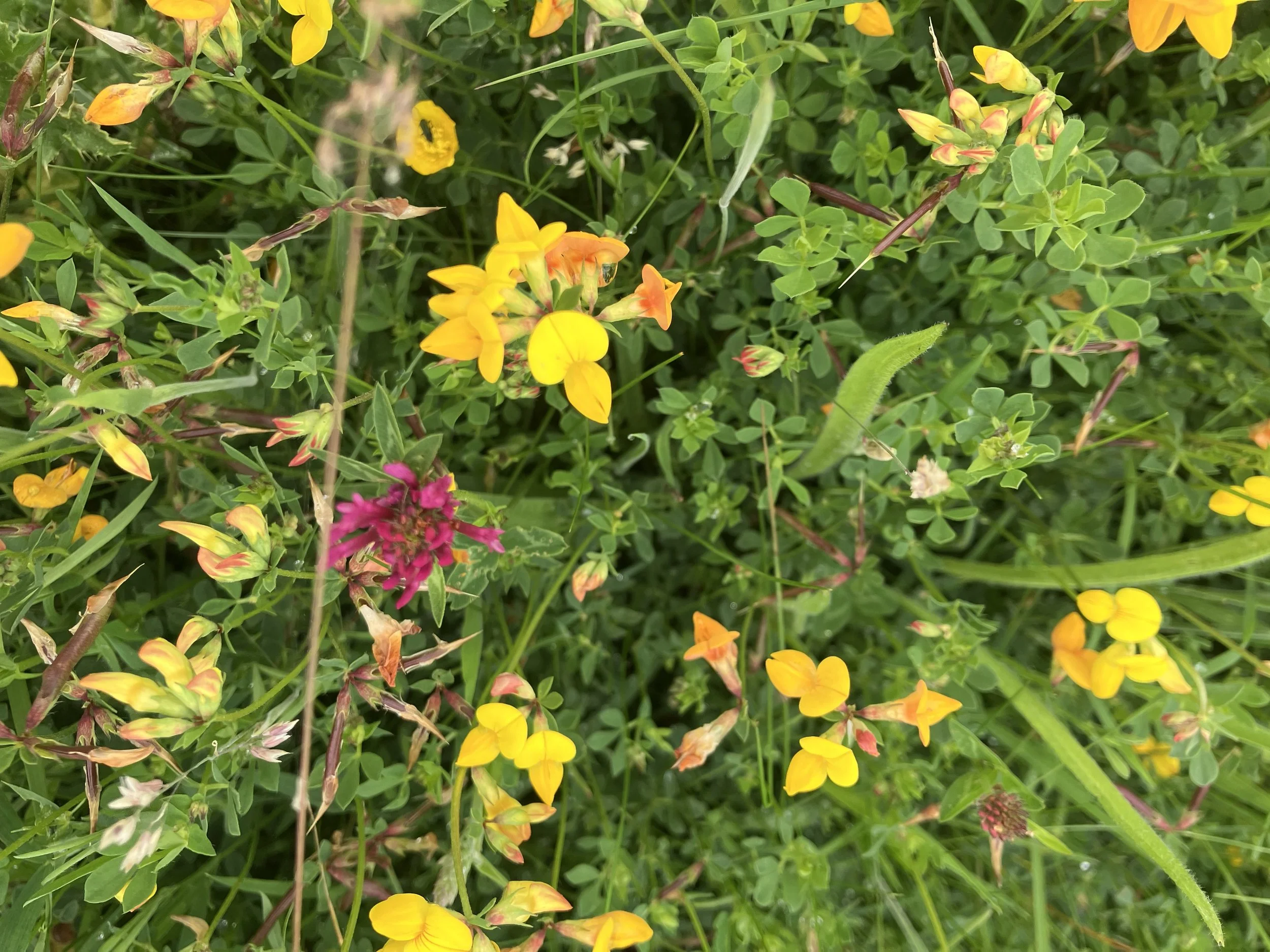 IMG_0788.jpeg