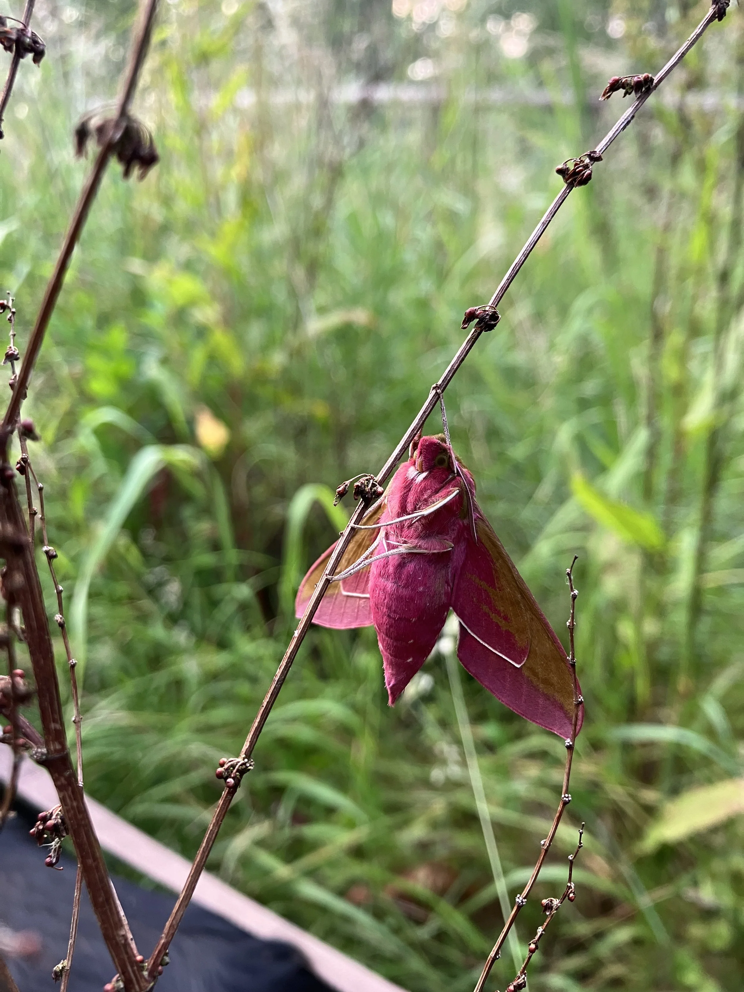 IMG_0904.jpeg