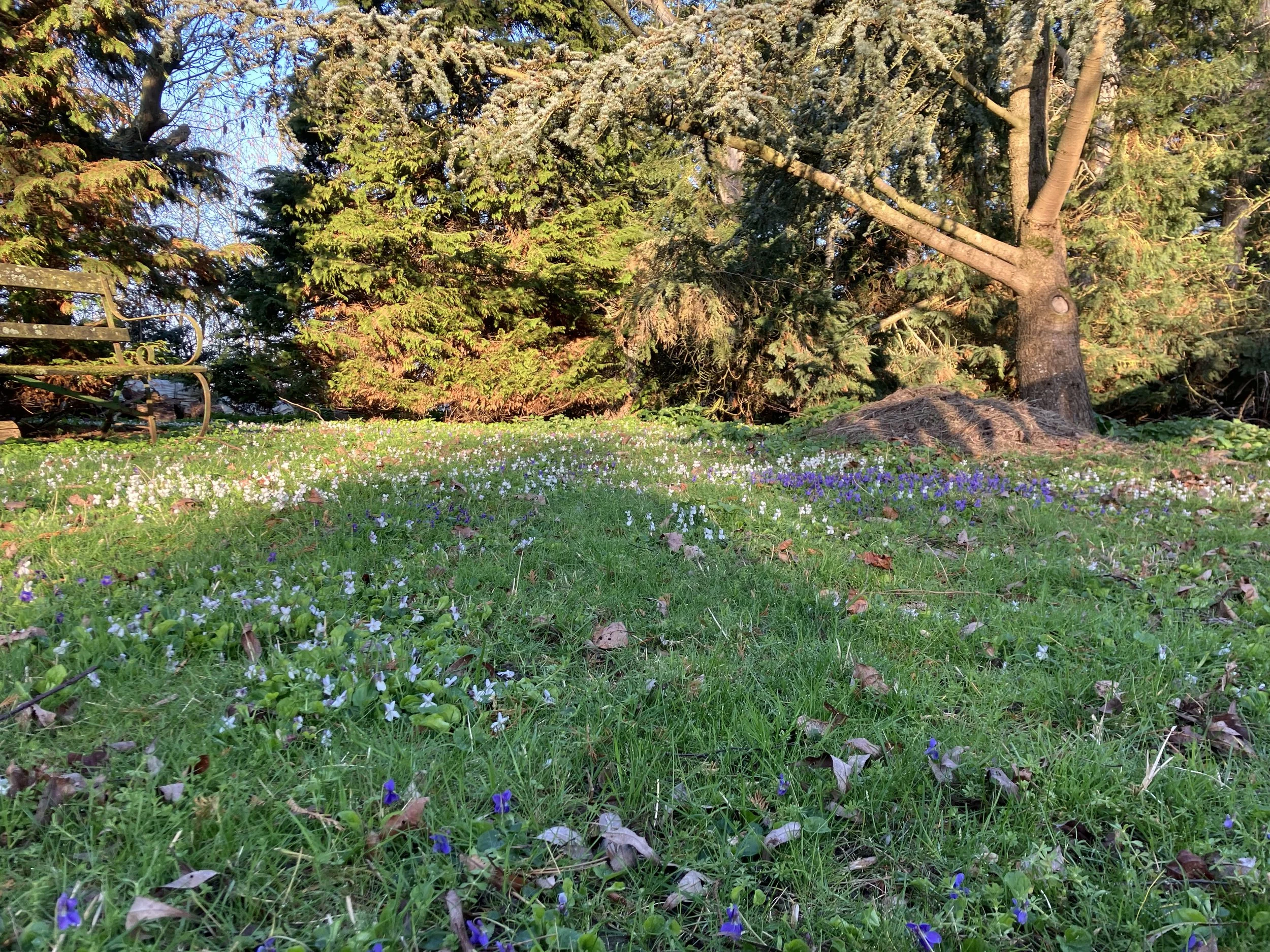 IMG_0051.jpeg