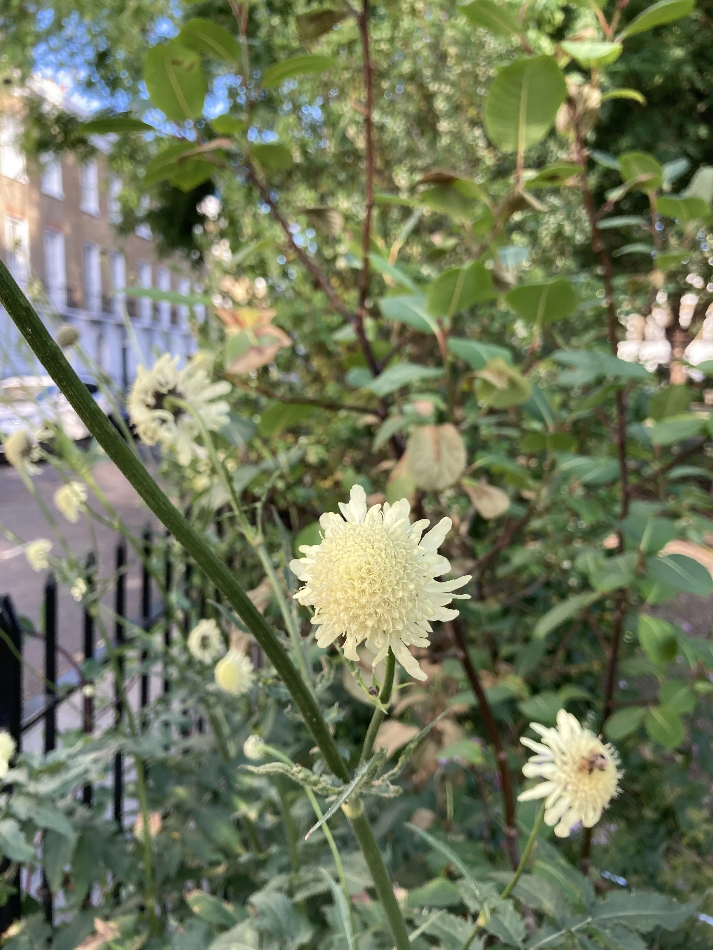 IMG_1491.jpeg