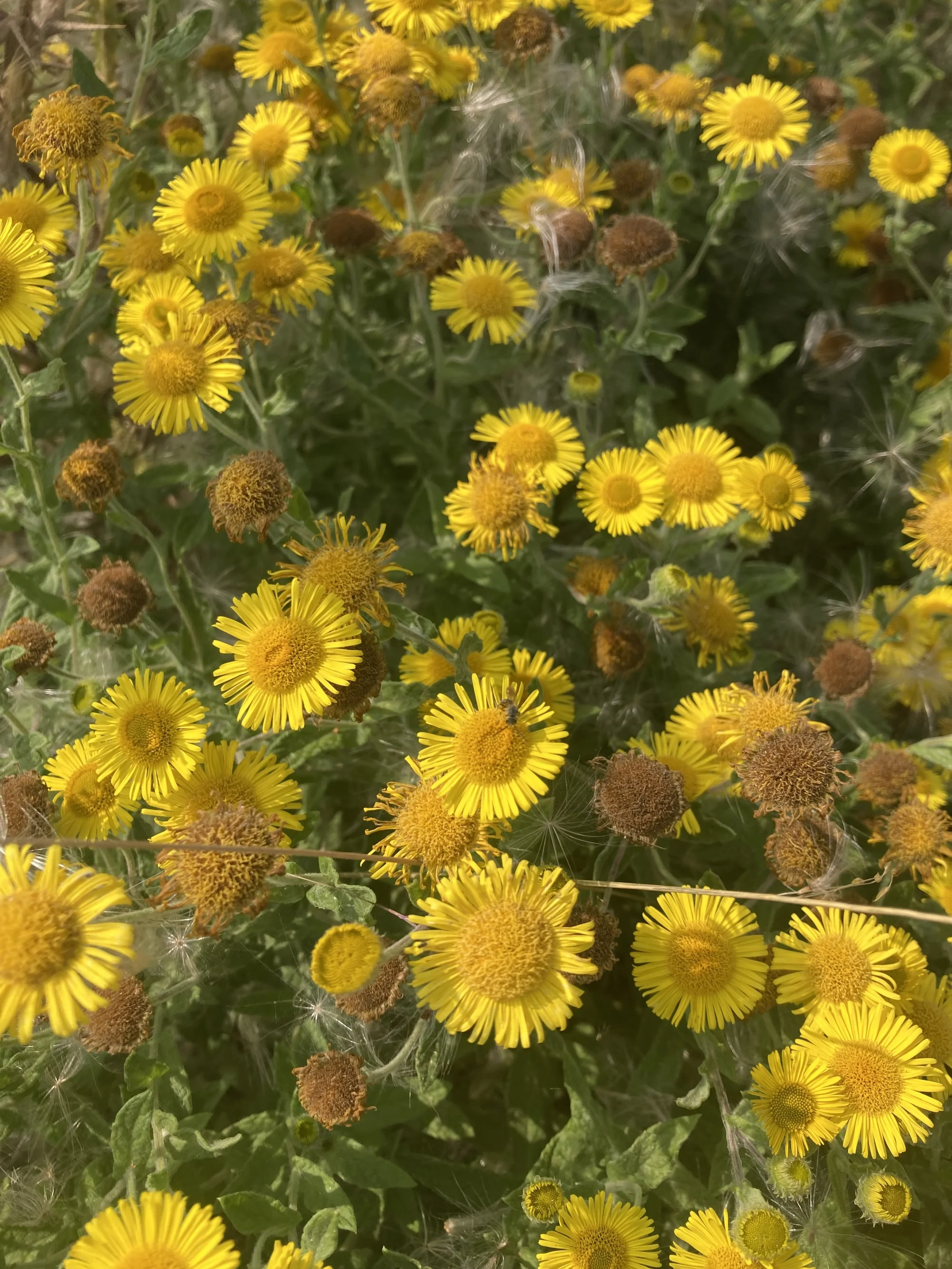 IMG_7970.jpeg