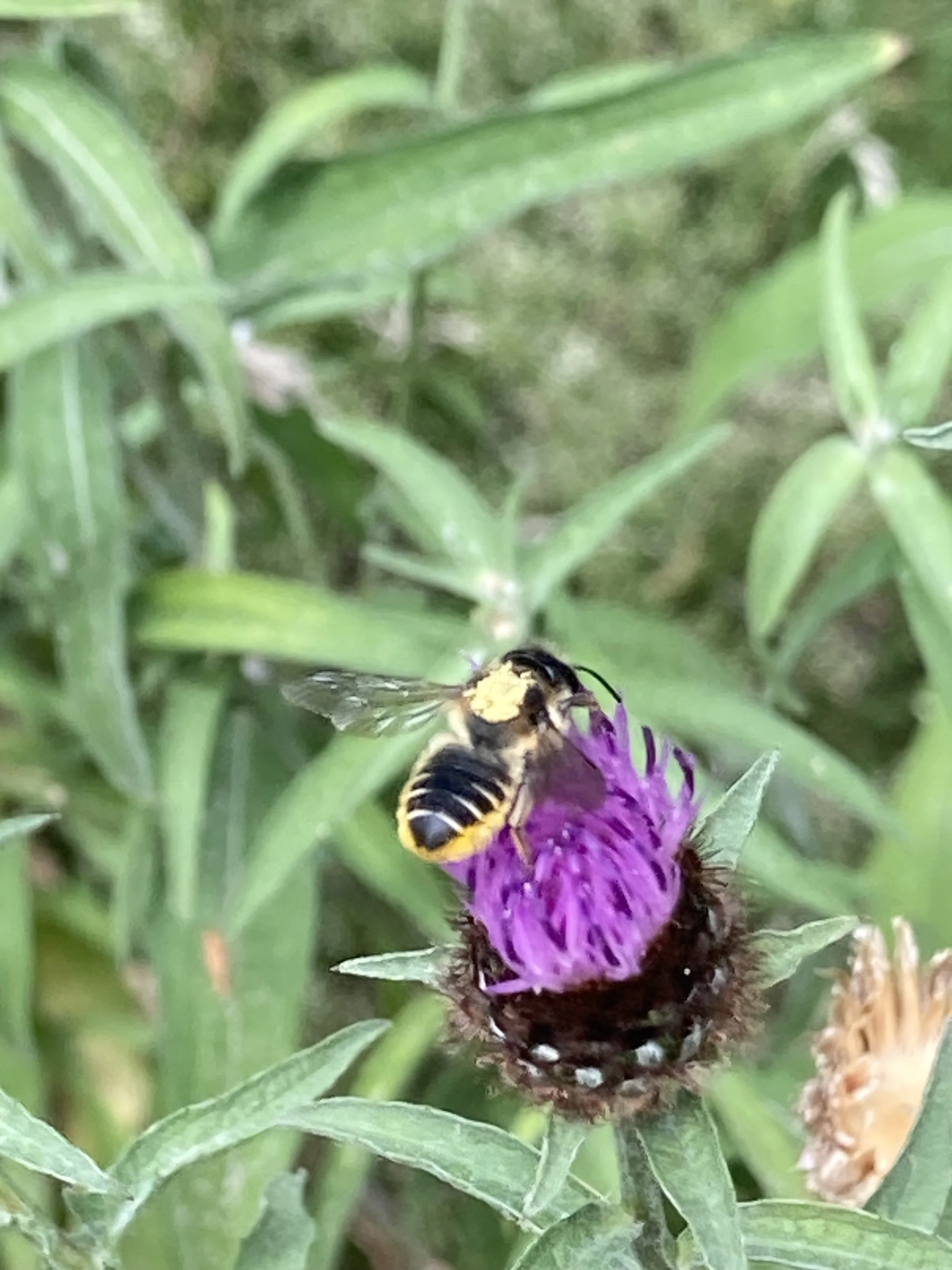 IMG_1477.jpeg