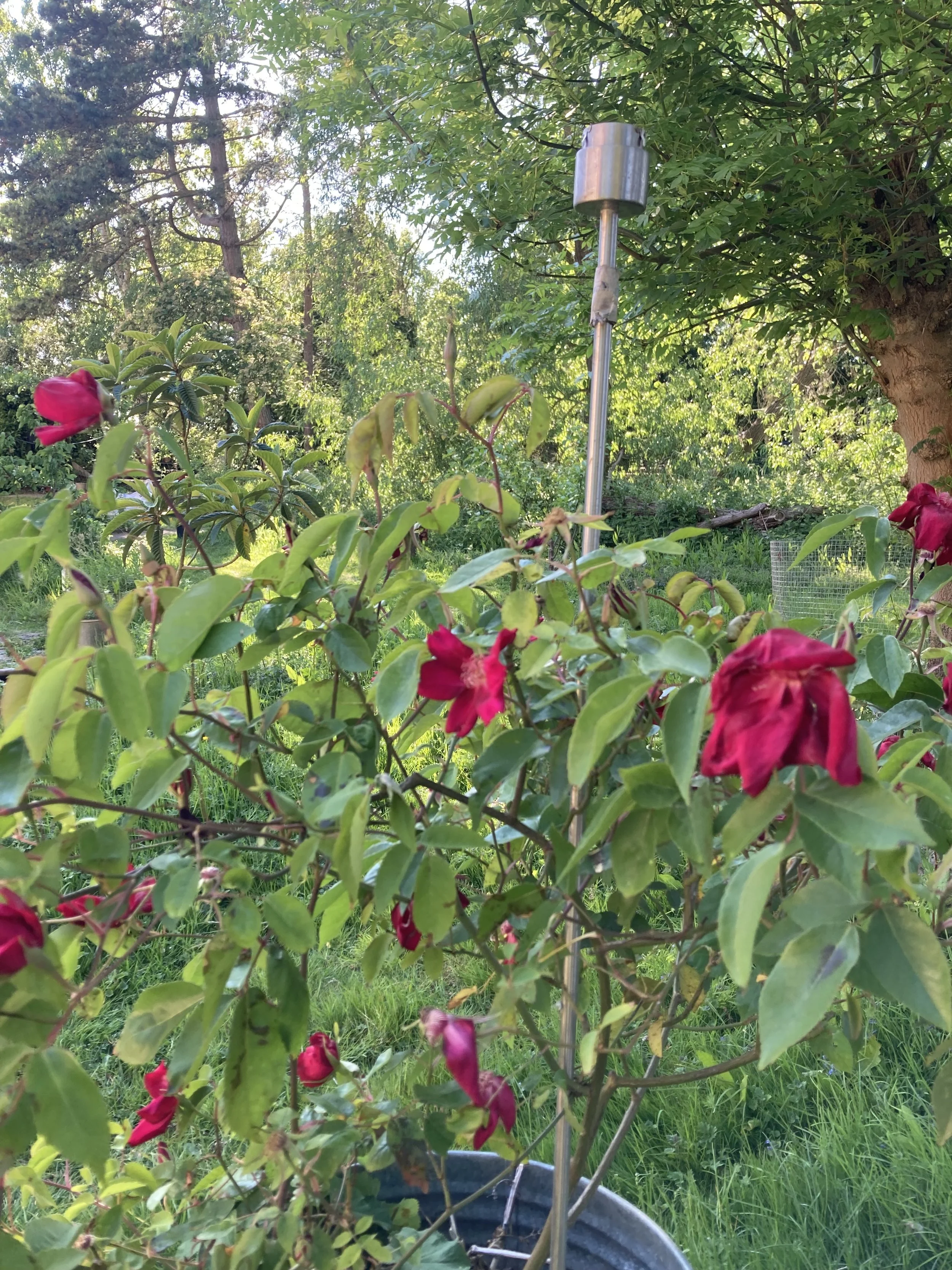 IMG_0720.jpeg