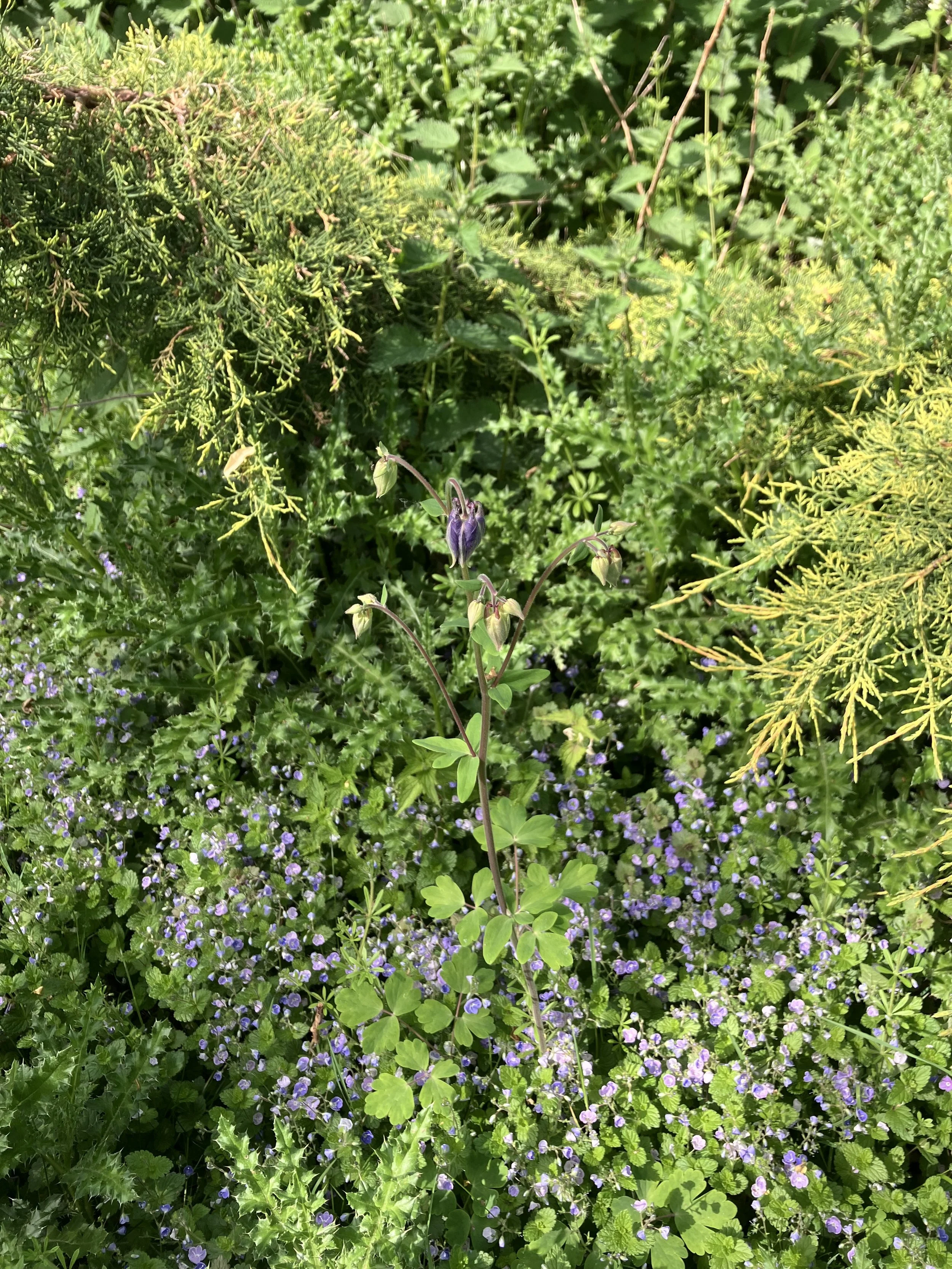 IMG_0418.jpeg