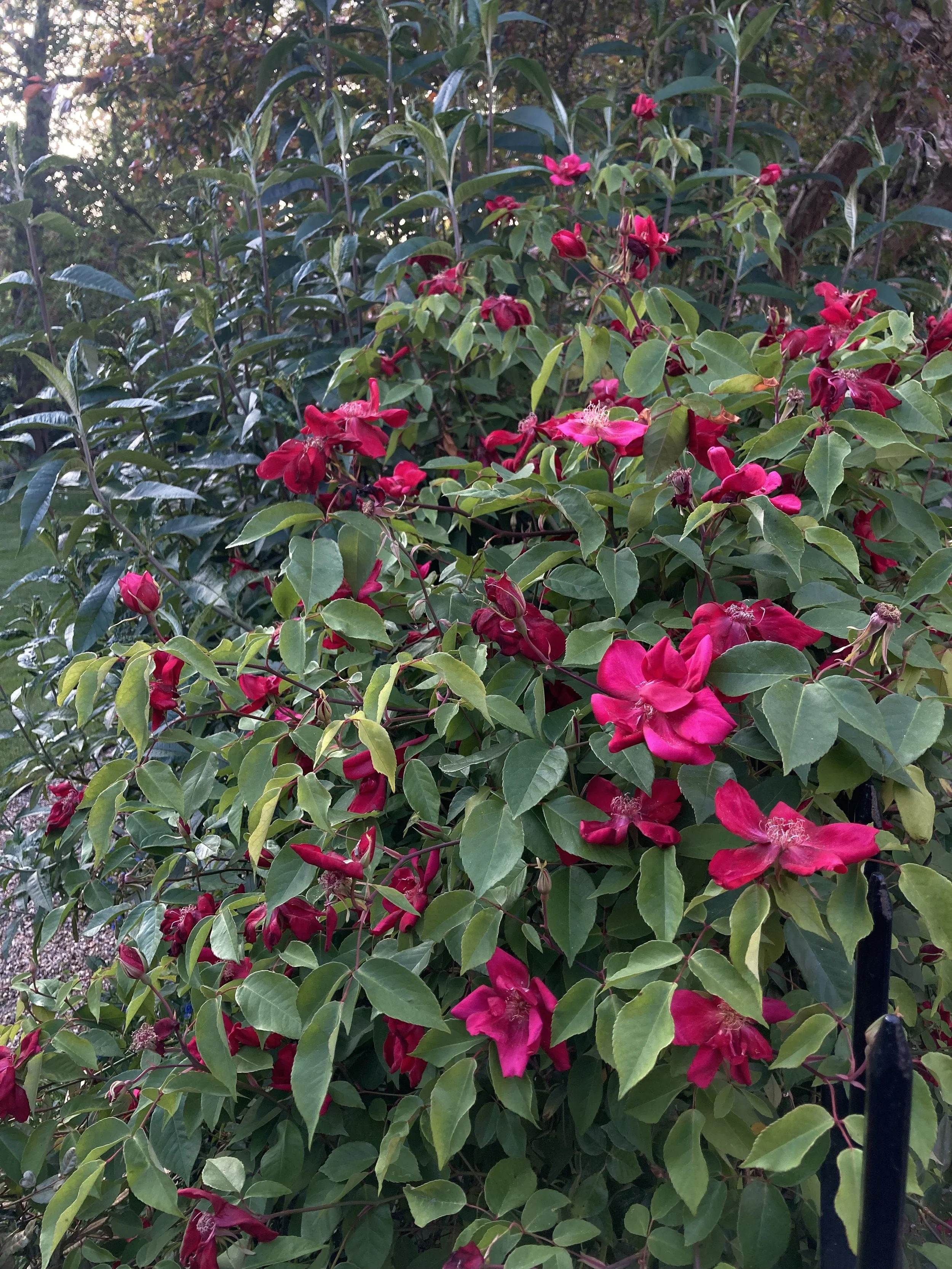 IMG_0415.jpeg