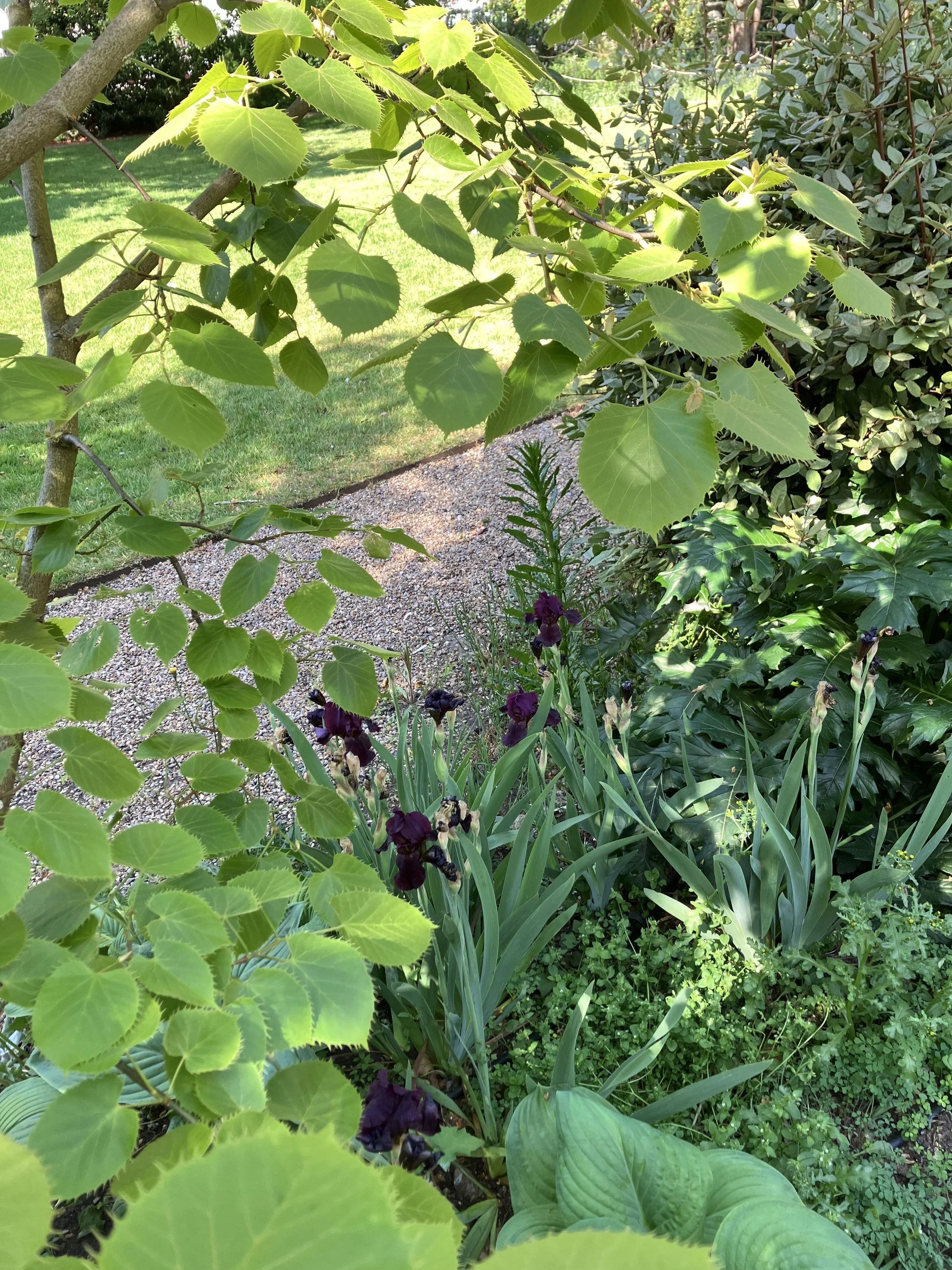 IMG_0339.jpeg