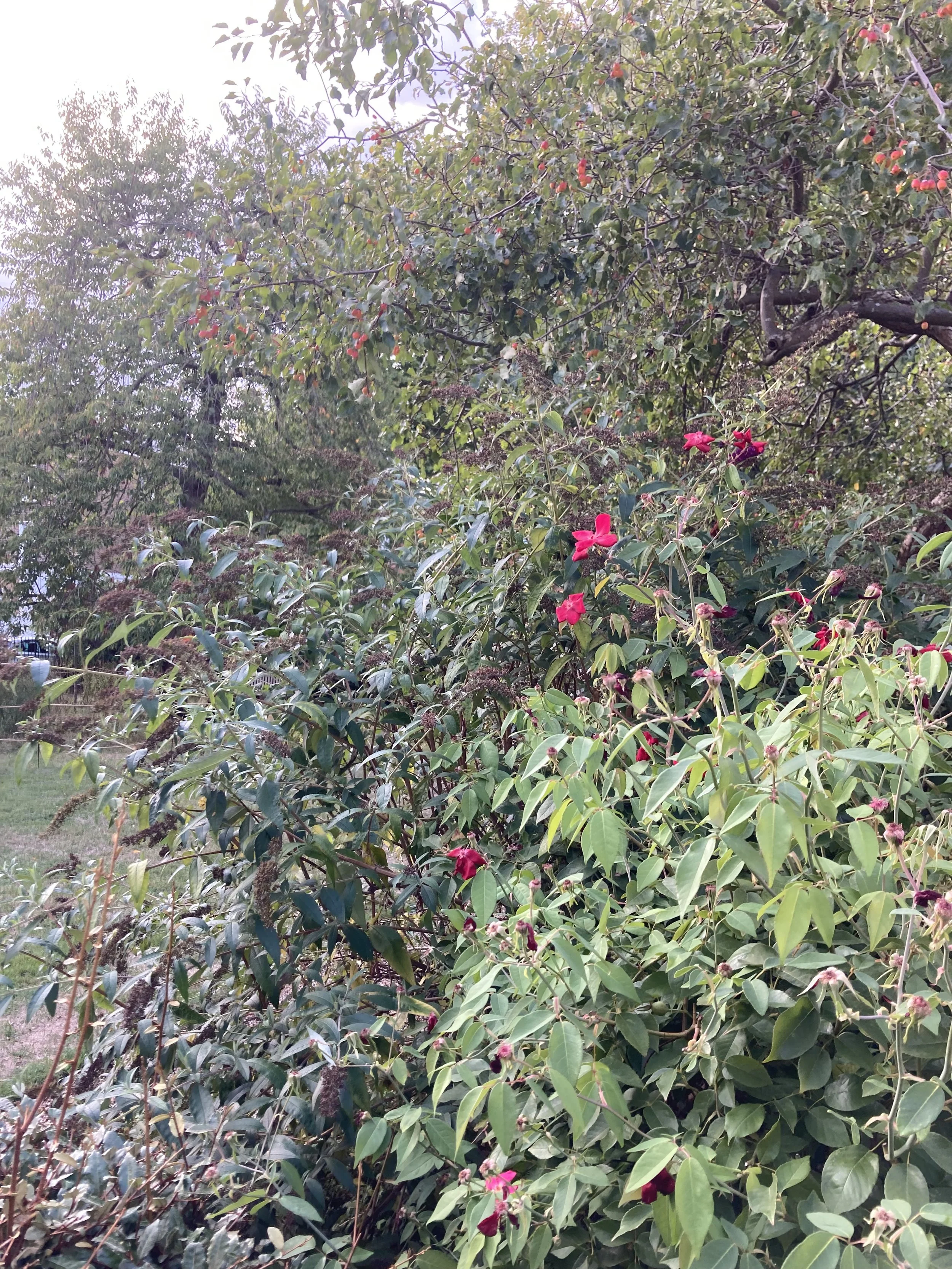 IMG_2582.jpeg