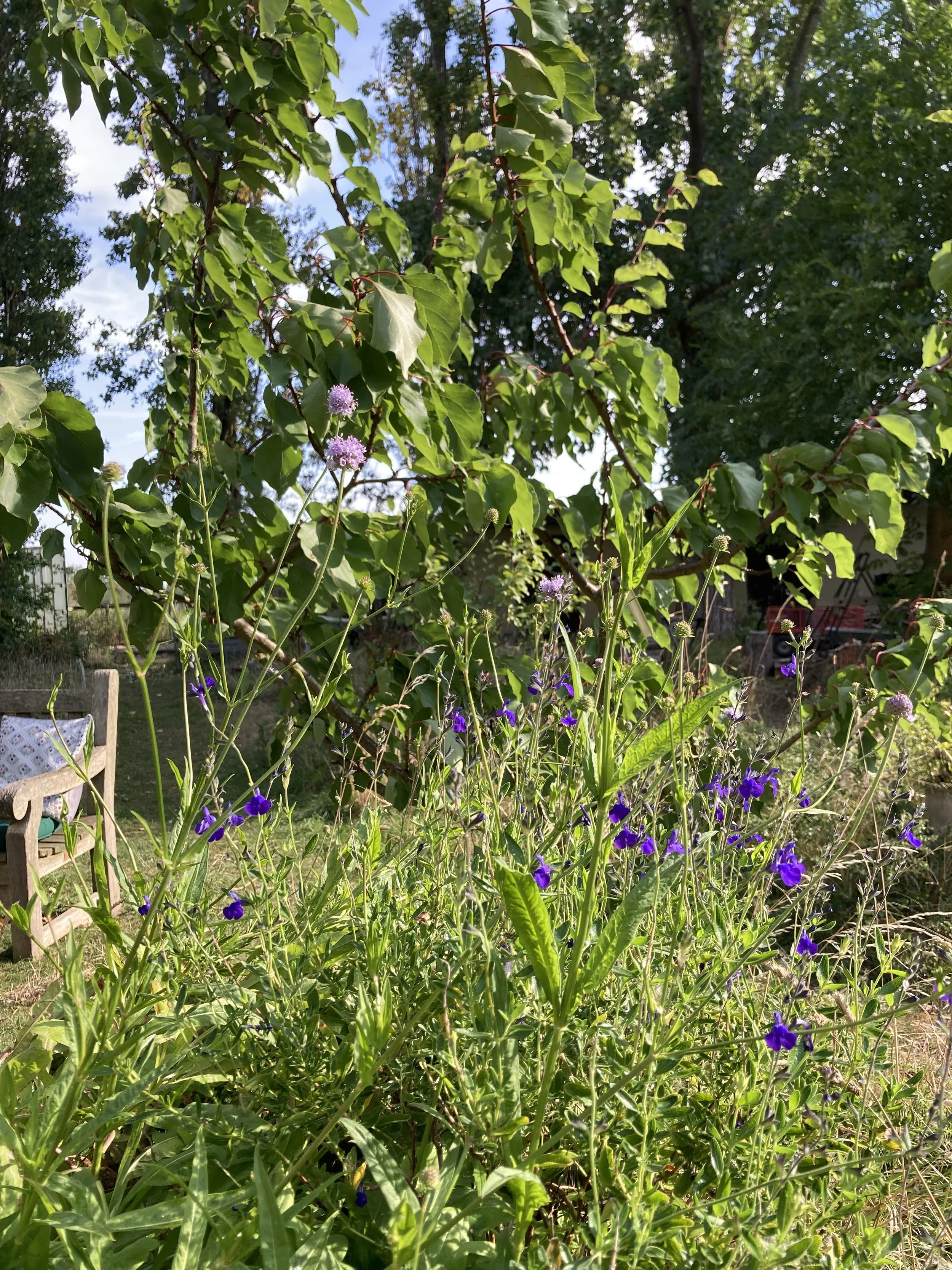 IMG_2196.jpeg