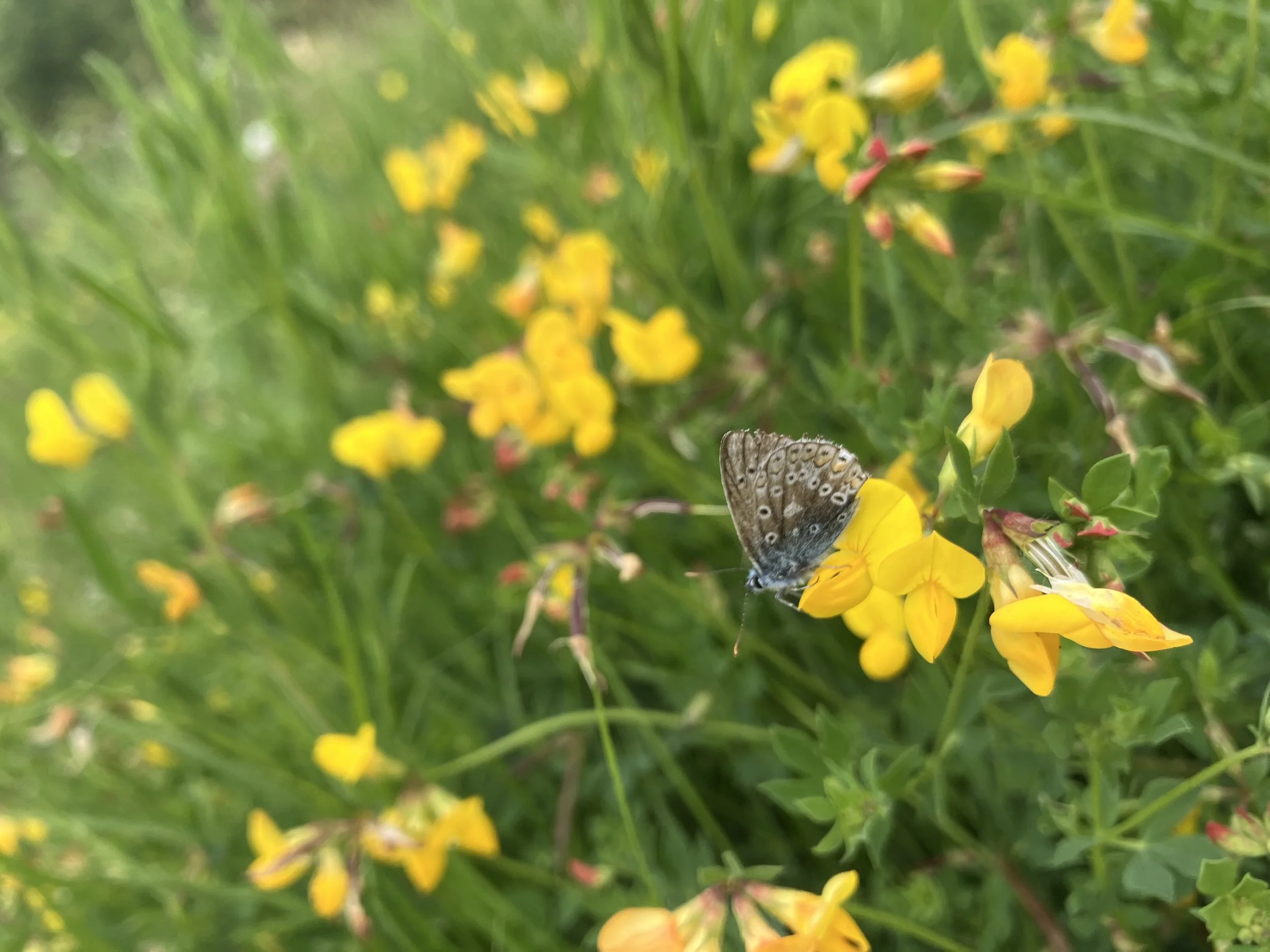 IMG_0785.jpeg